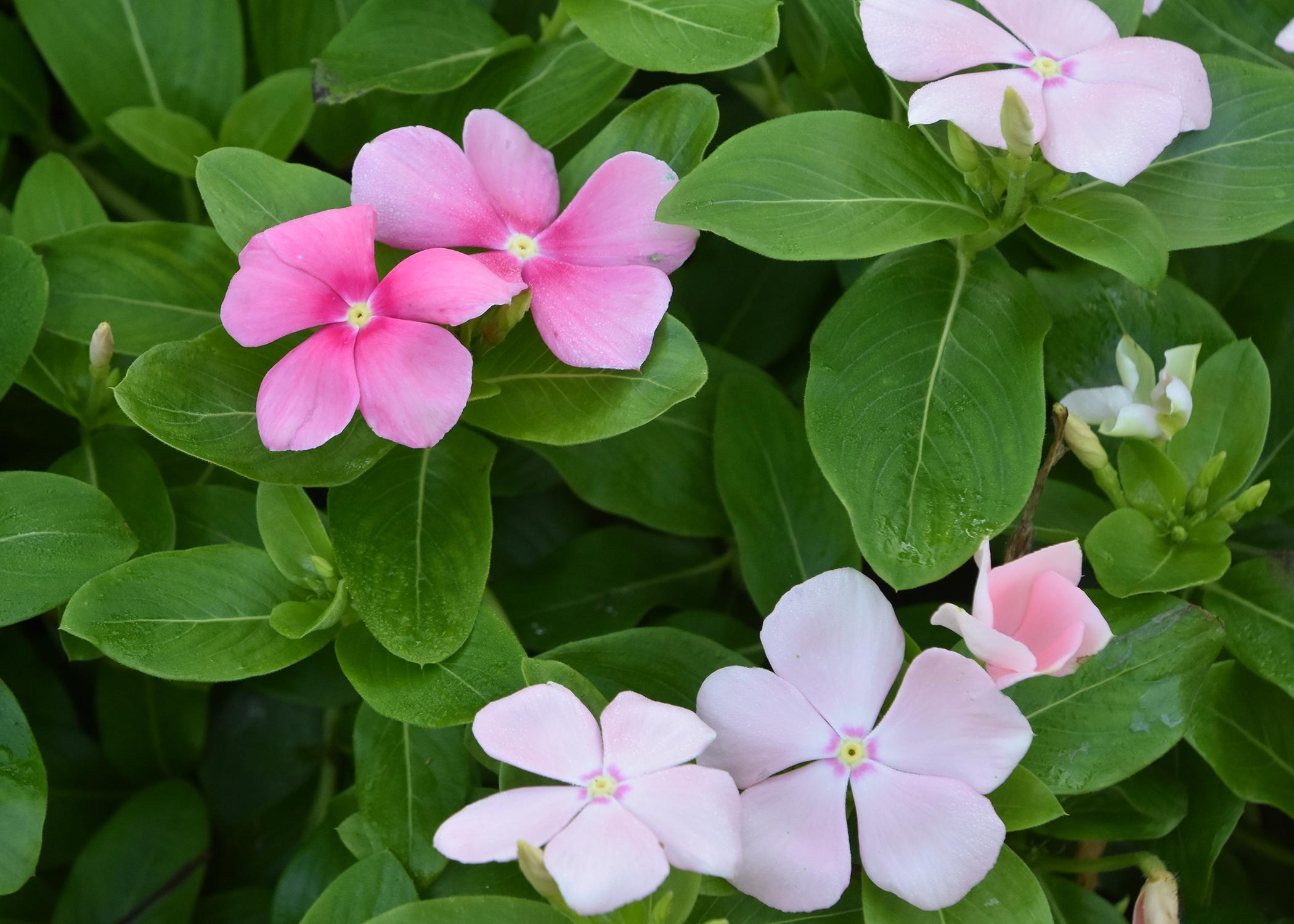 Small pink and white blooms are on a green background.