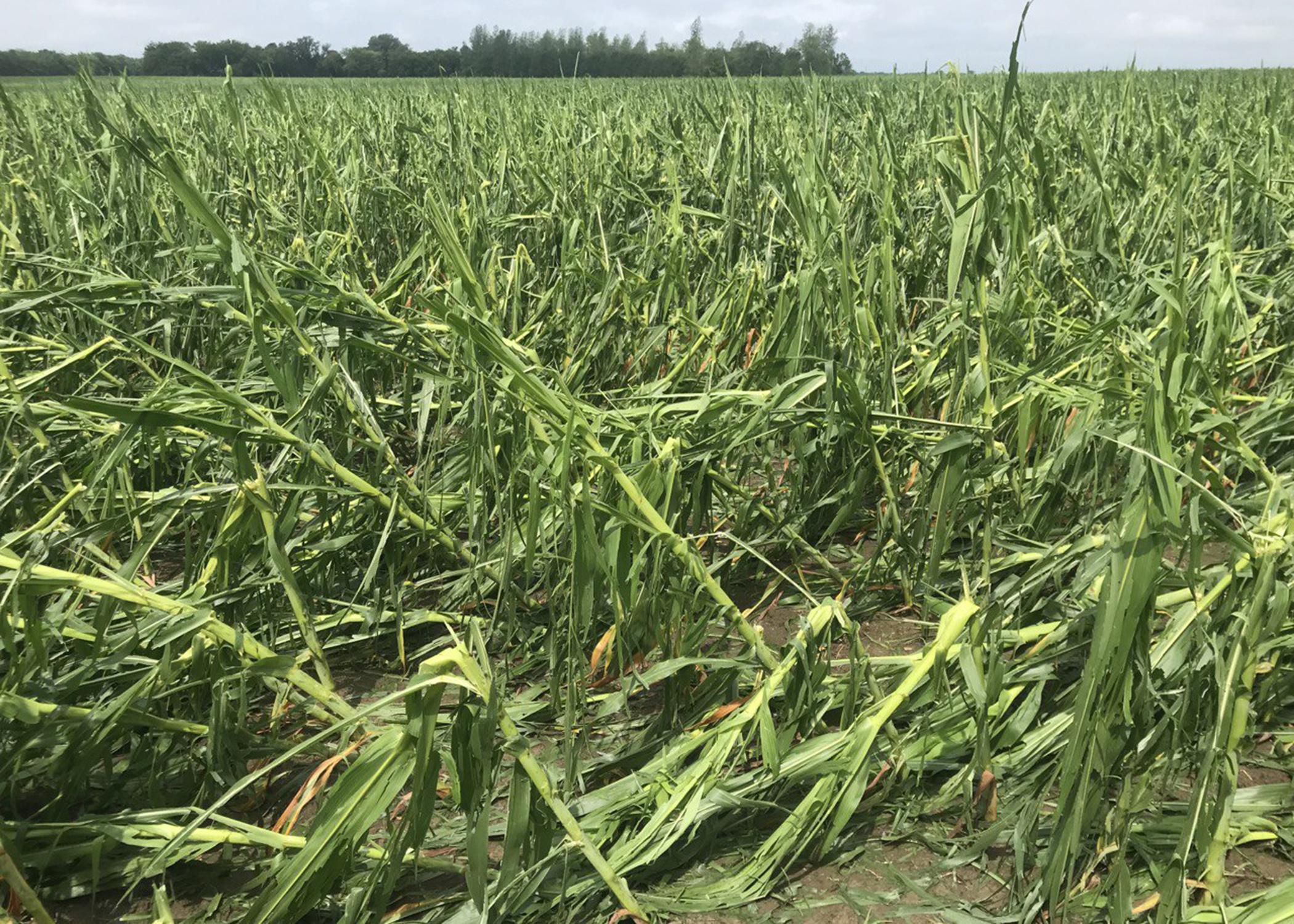  Corn plants snapped by hail and wind damage