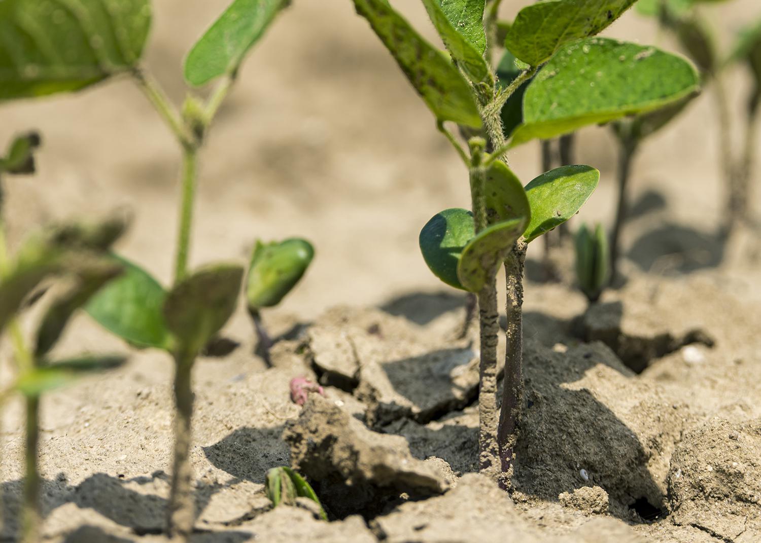 Young soybean plants emerge.