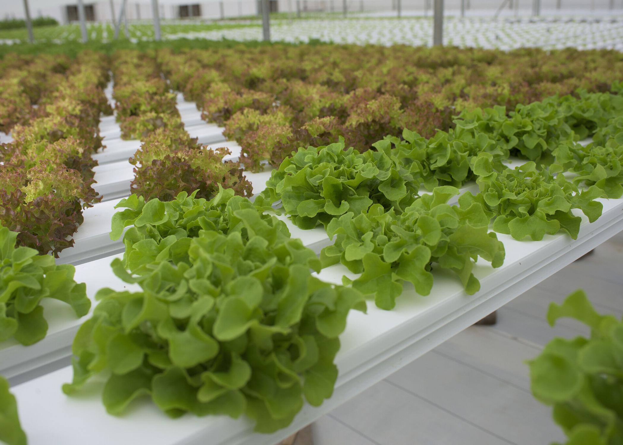 Rows of lettuce