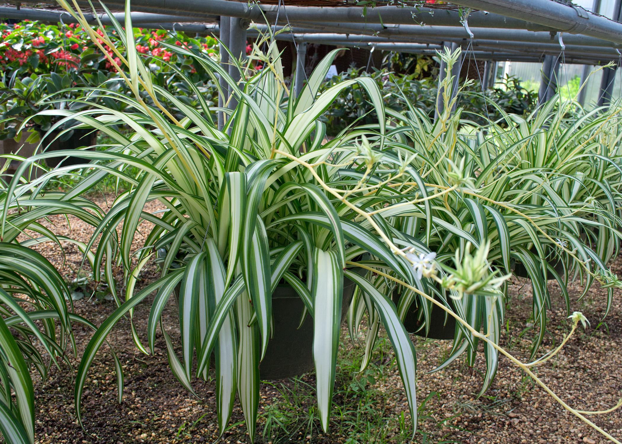 A row of containers grows light green plants.