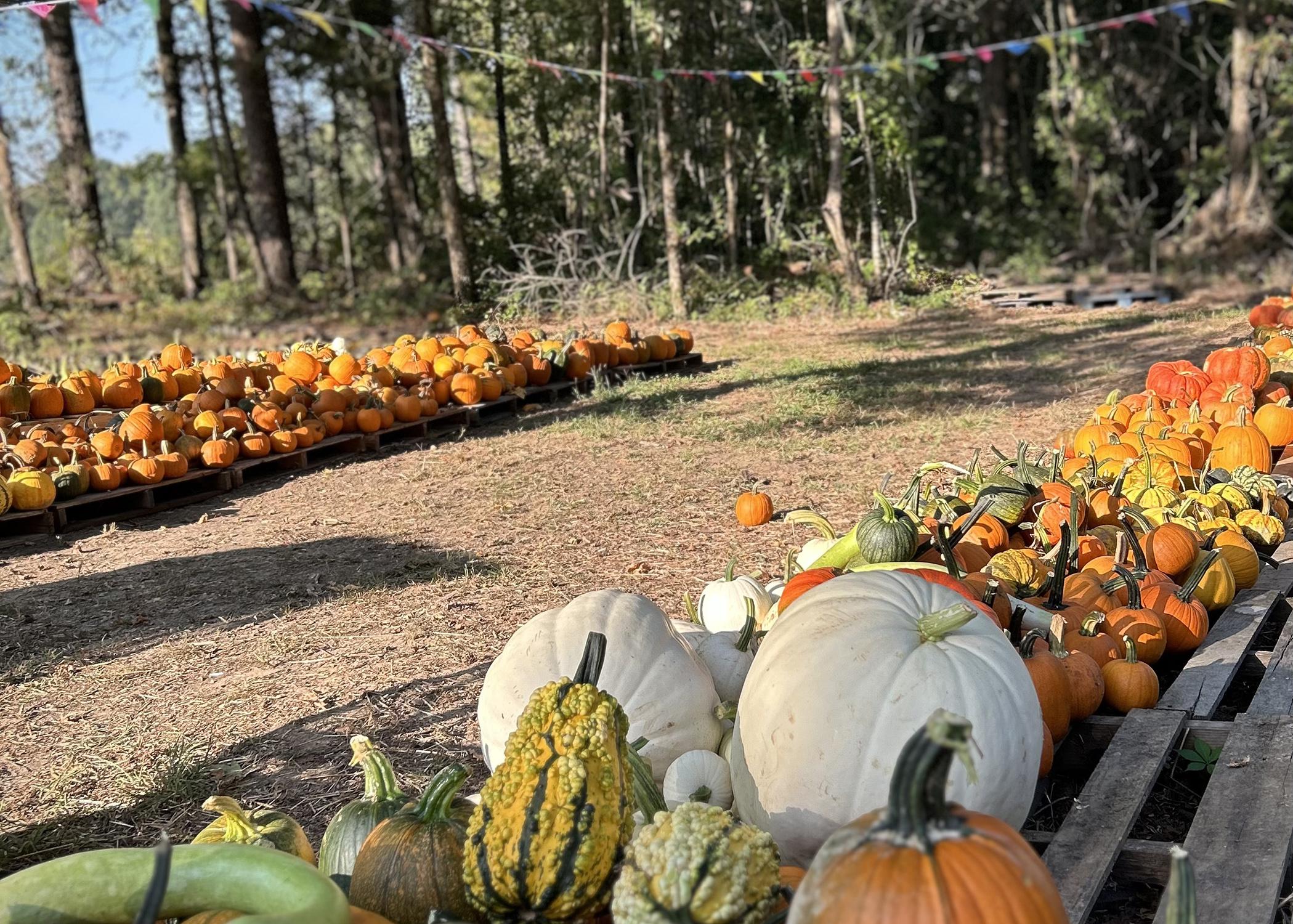 Pumpkin patch