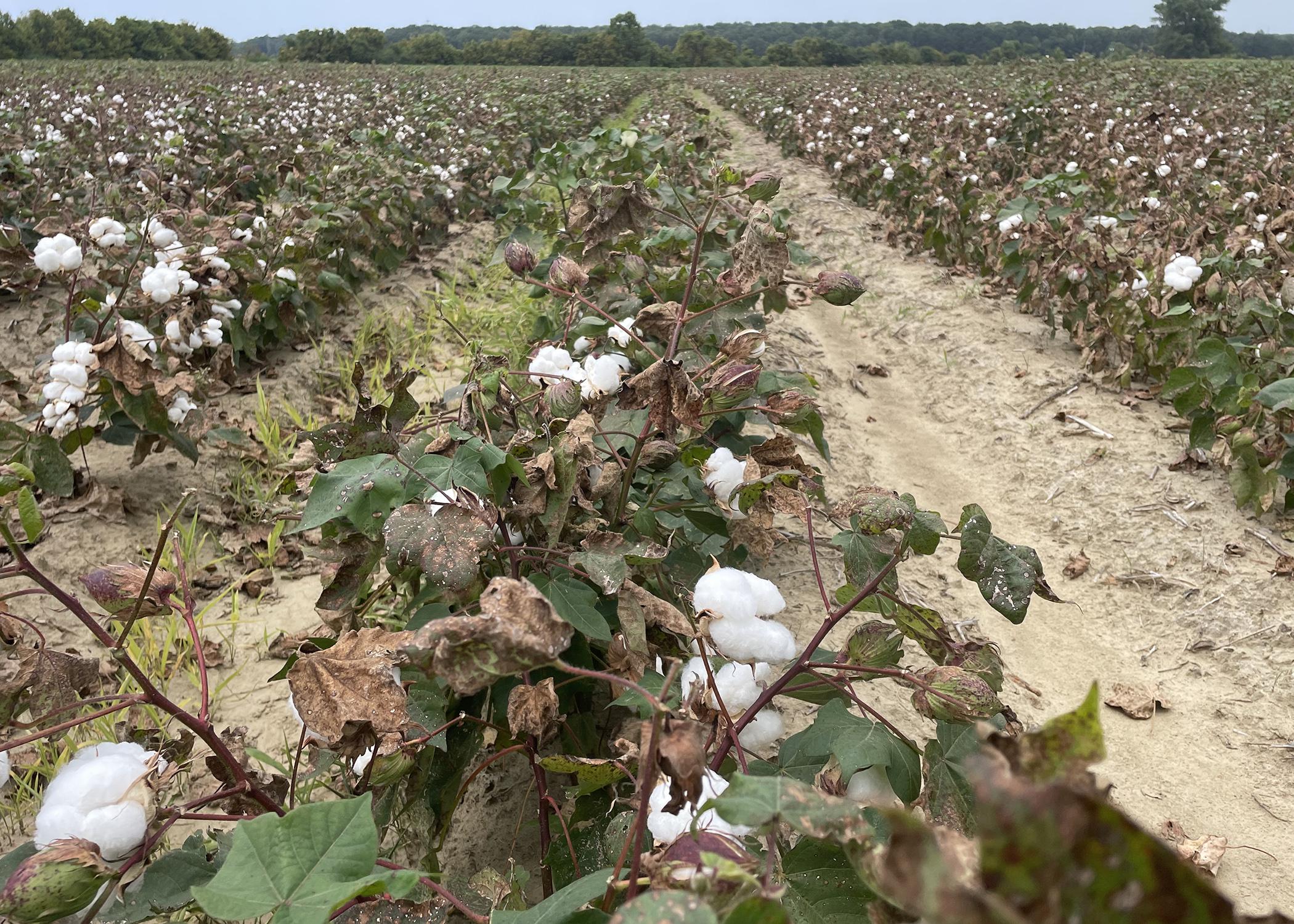 Dry cotton plants grow in rows in a field.