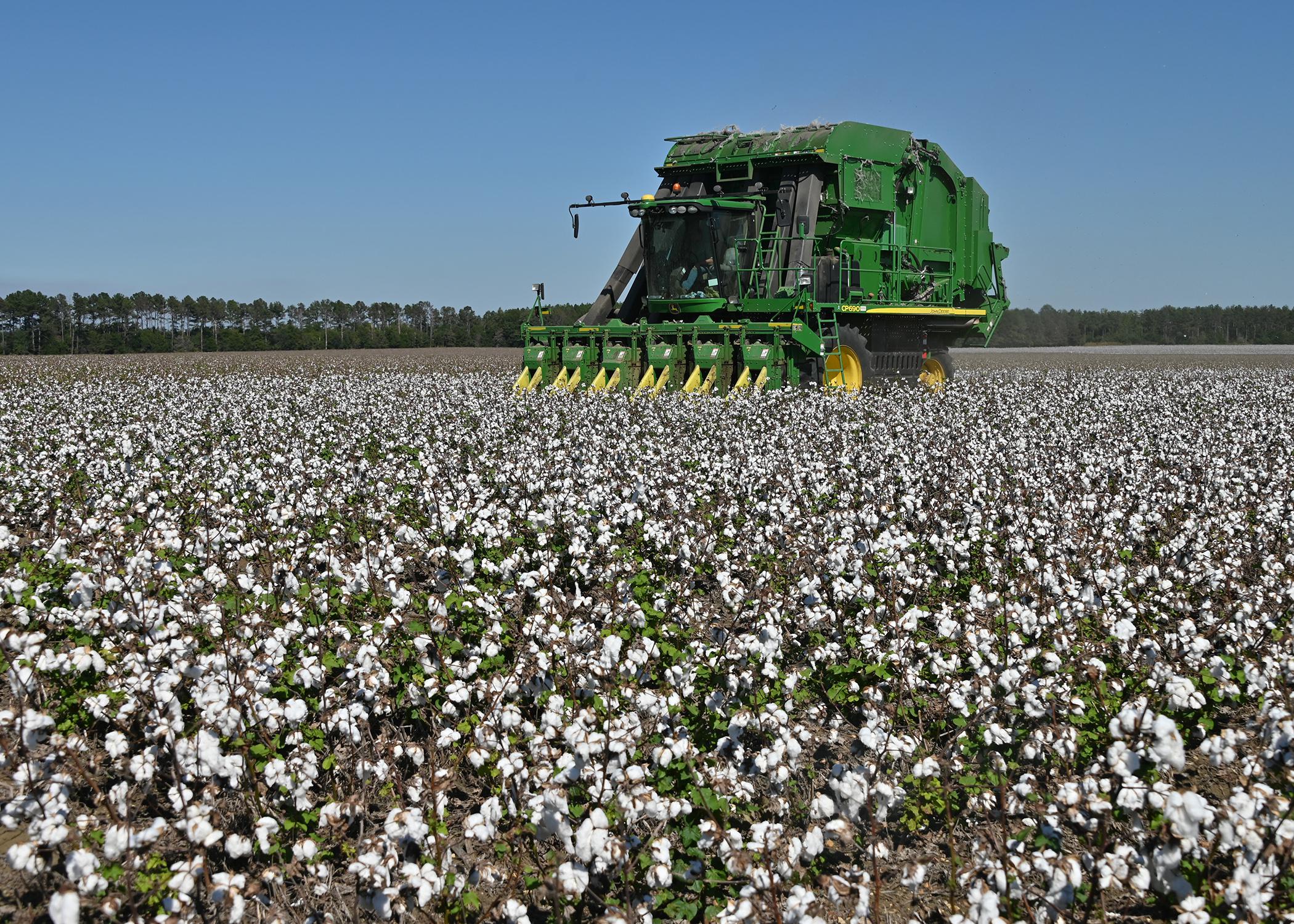 A piece of green farm machinery moves through a field of white cotton.