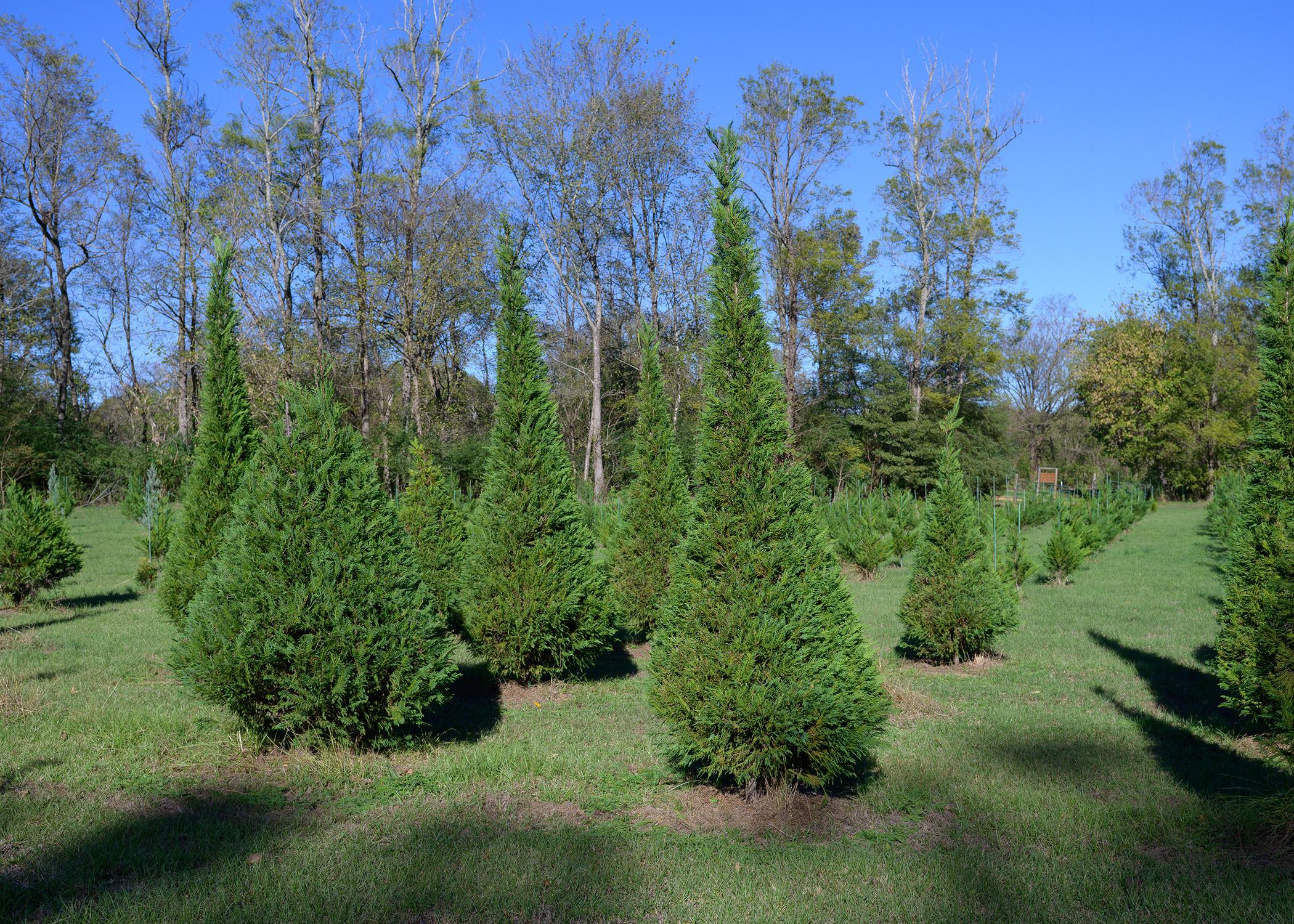 Christmas trees of various sizes grow in a field.