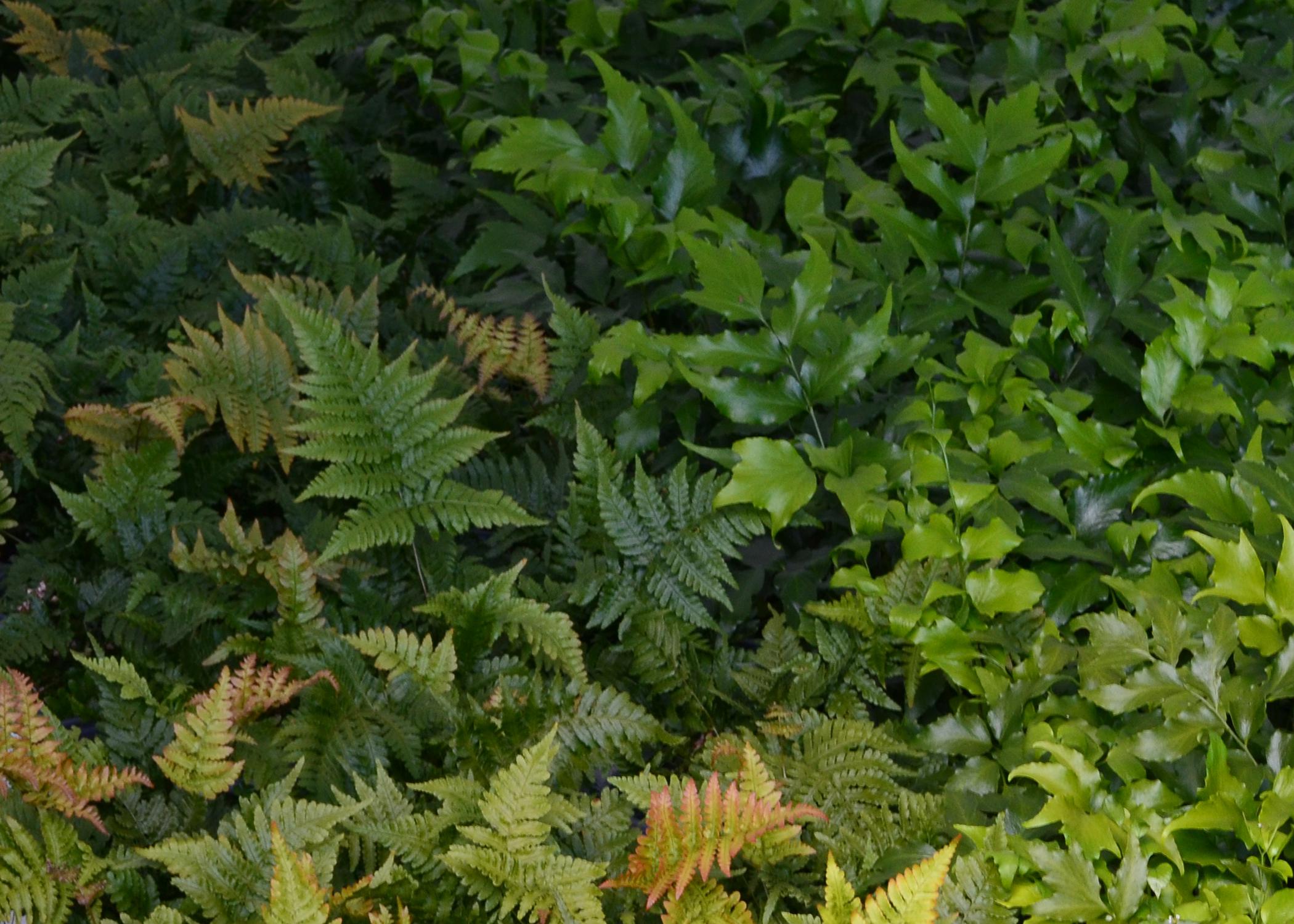 Ferns with two different leaf shapes and colors fill the frame.