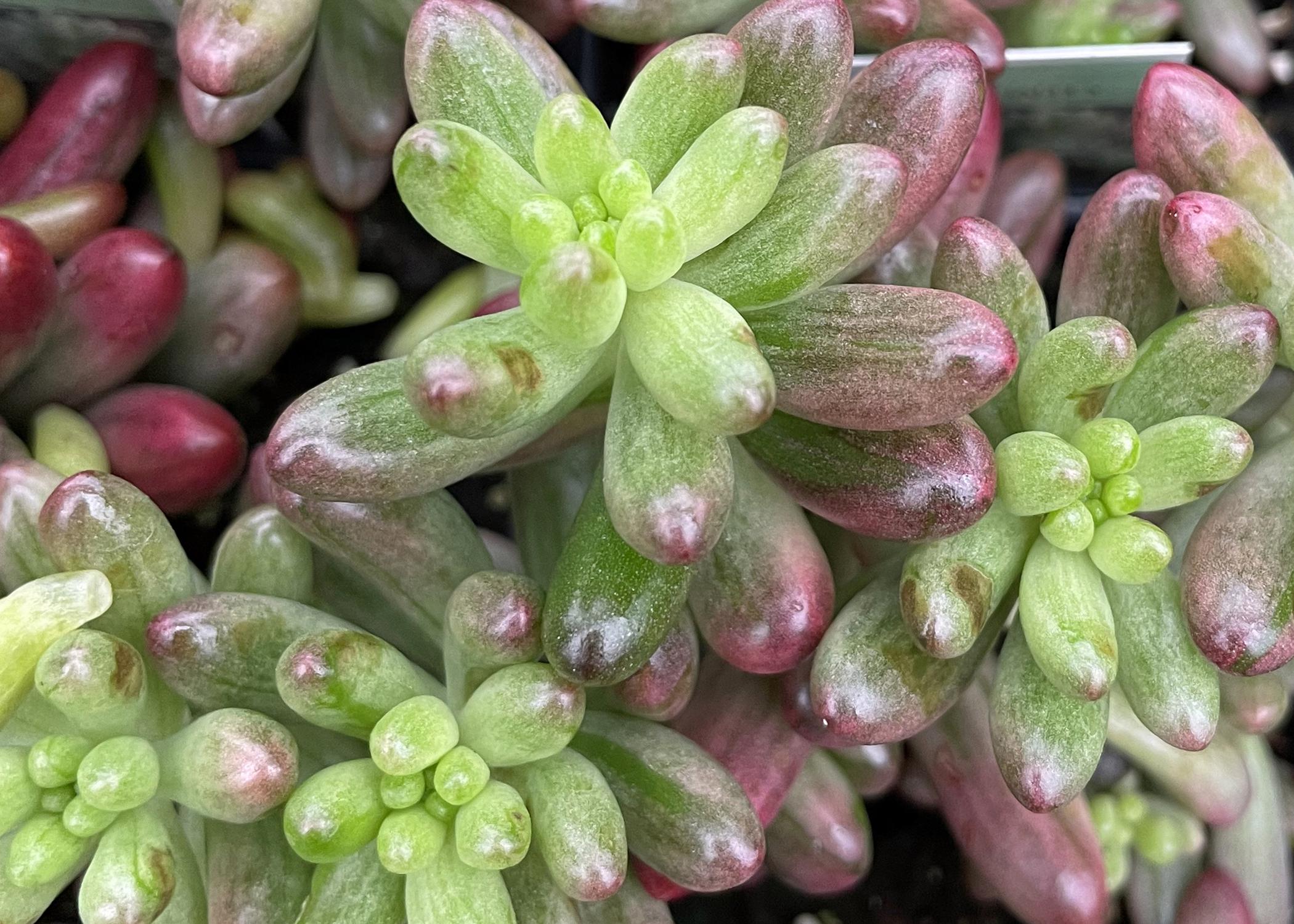 Rounded tips of green succulent leaves are edged in red.