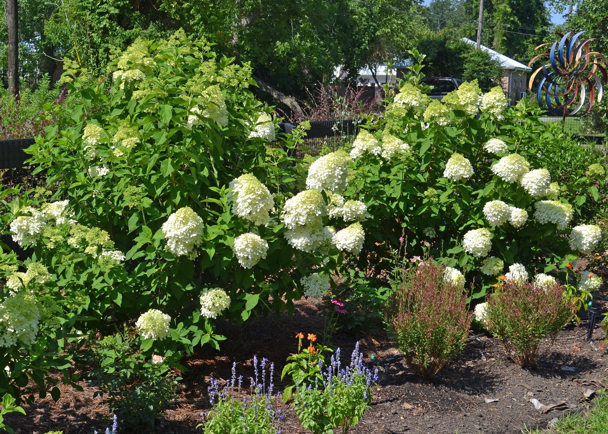 Clusters of white flowers bloom on bushes in a landscape.