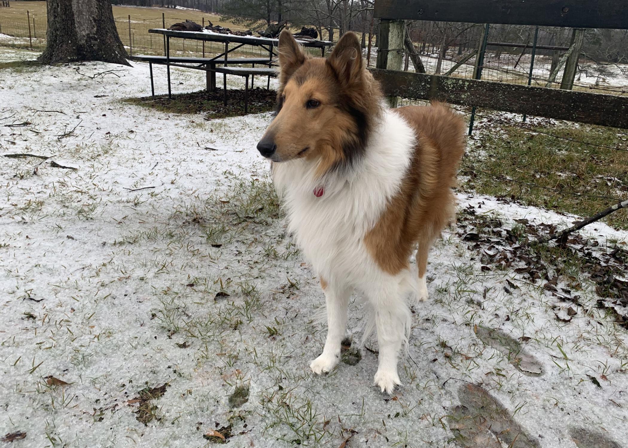 Collie dog stands in the snow.