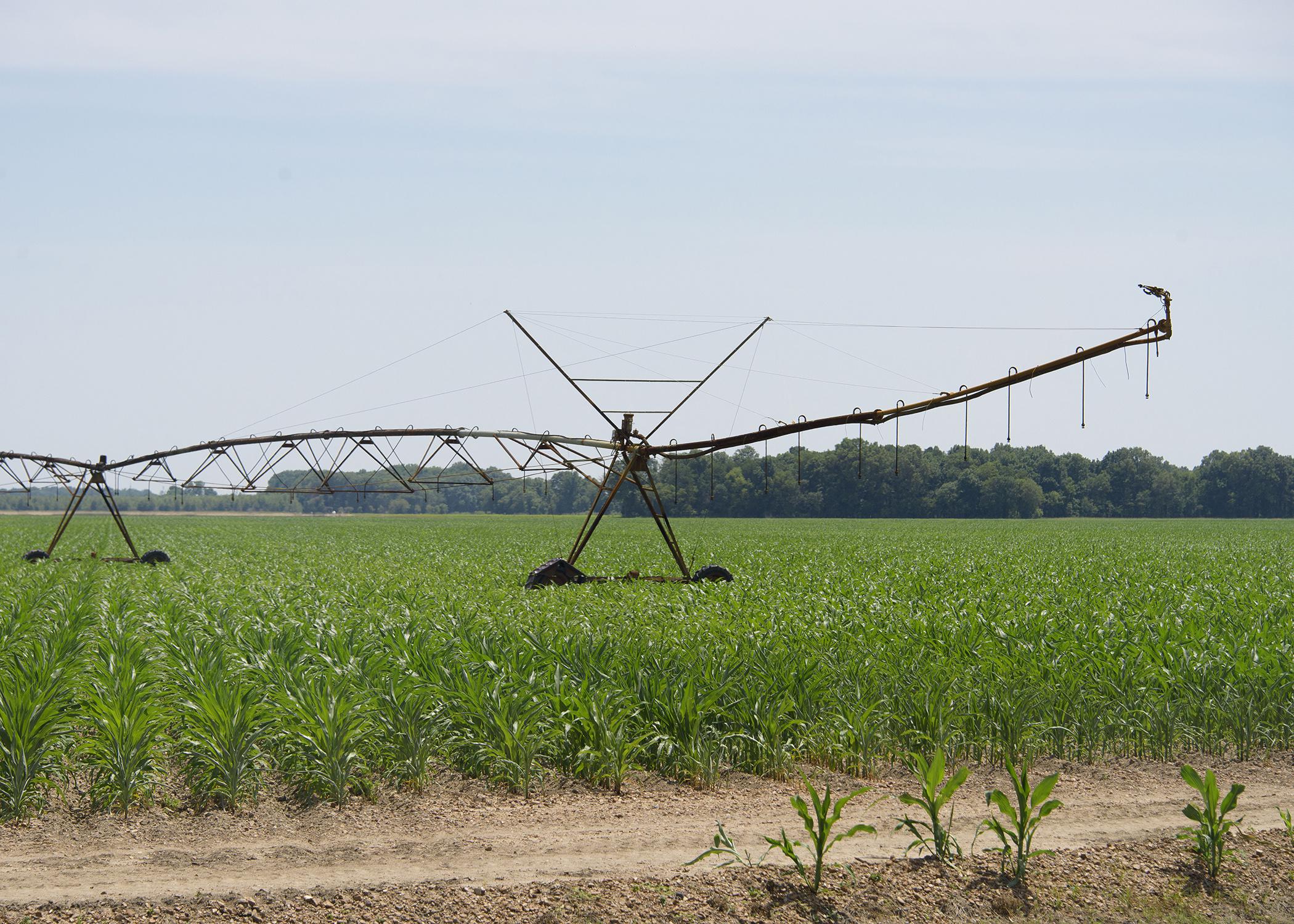 A metal spray system stands in a corn field.