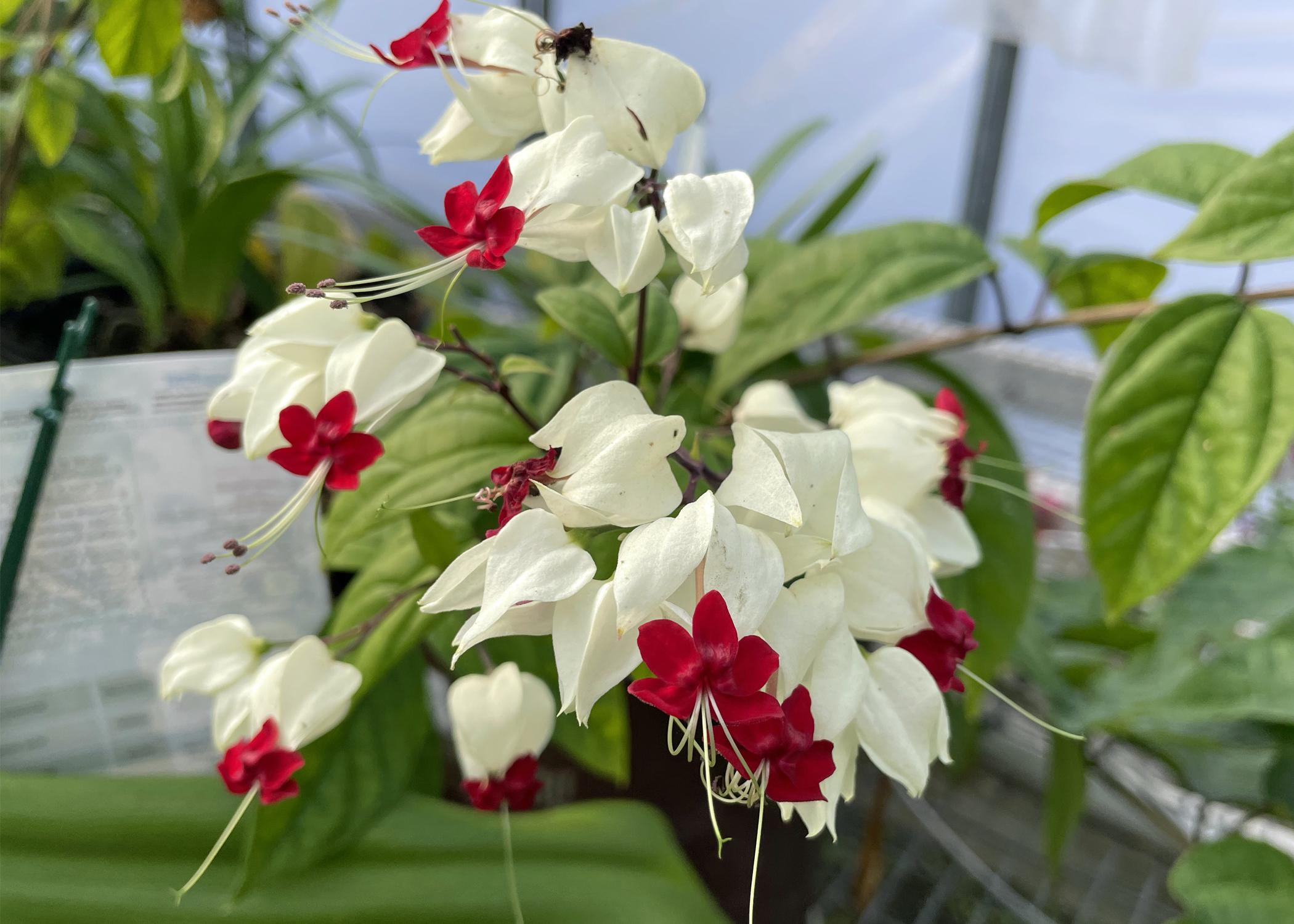 A cluster of white flowers have red centers.