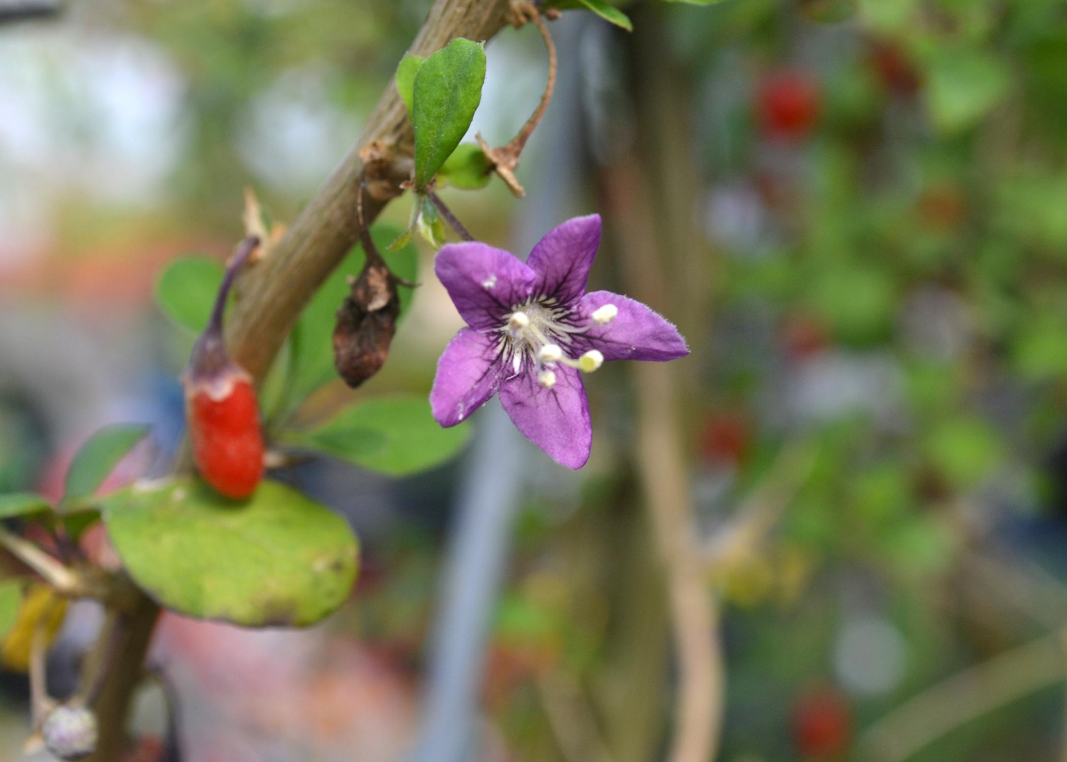 A small, purple flower blooms off a branch.