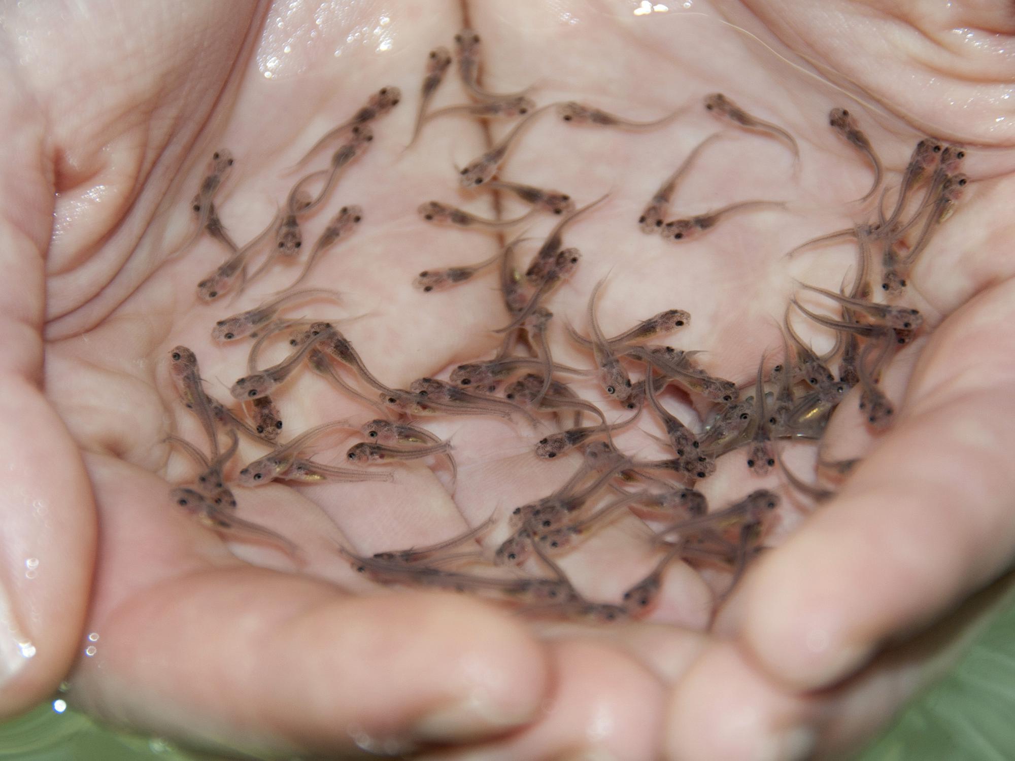 High demand for fingerlings to stock ponds is keeping catfish supply tight and resulting in profits for Mississippi’s catfish industry. (File photo by MSU Extension Service/Kat Lawrence)