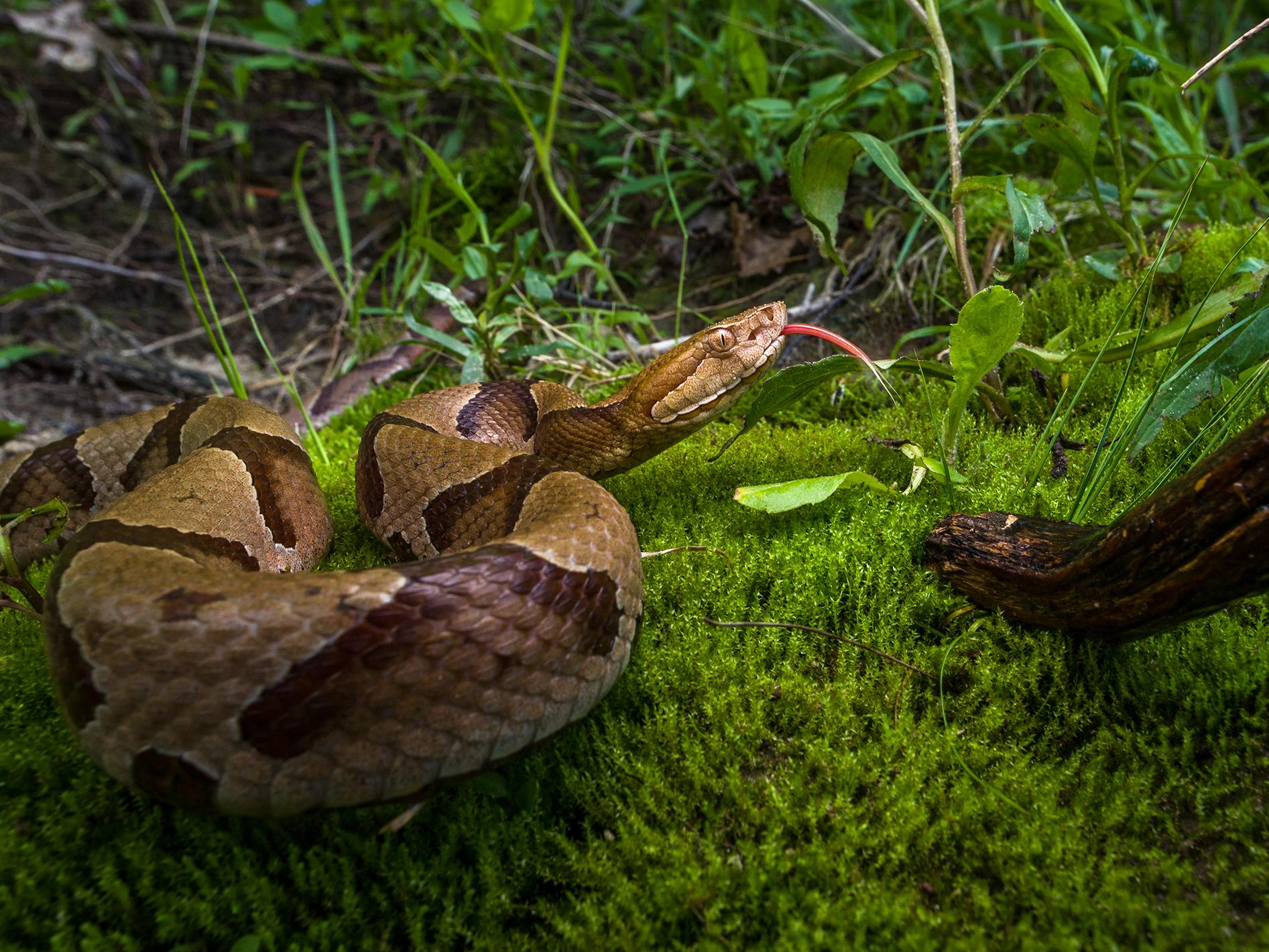 Copperheads, such as this one, are among the most common venomous snakes in Mississippi. (Photo courtesy of Robert Lewis)