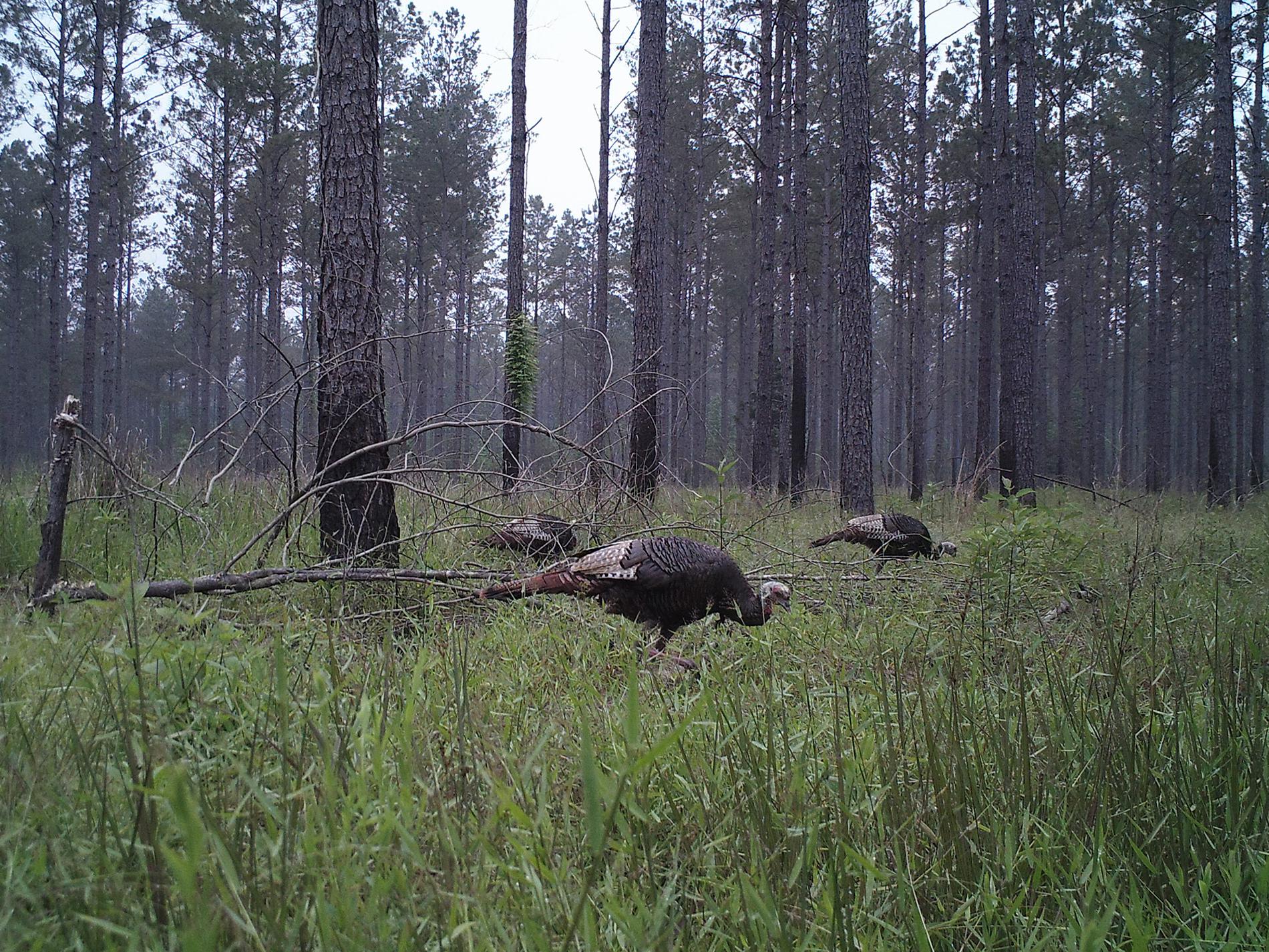 In pine-dominated forests, thinning and prescribed fire are important management practices for creating and maintaining turkey habitat. (Submitted photo)