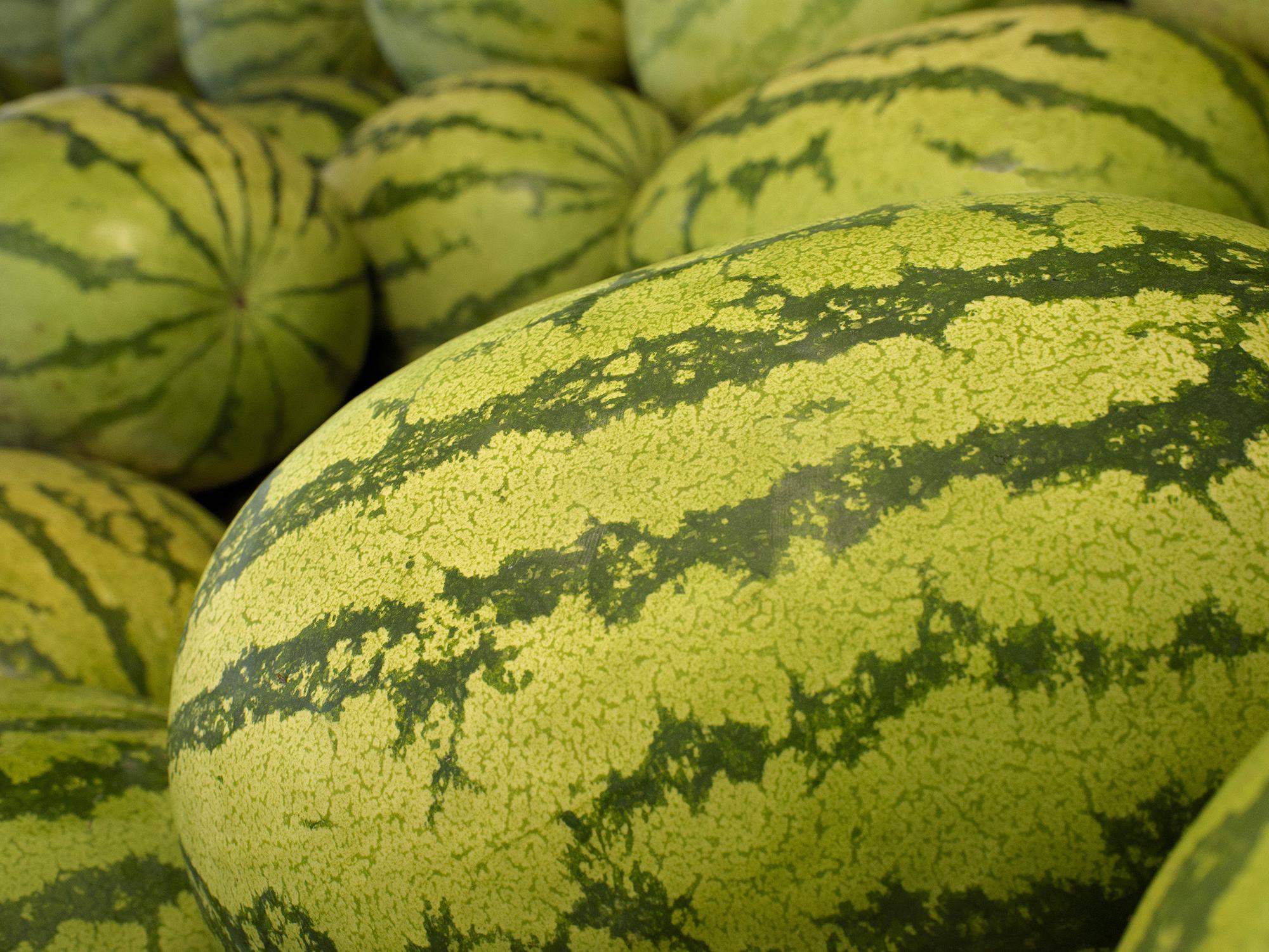 These watermelons at Charlie's U-Pik near Lucedale, Mississippi, are among the earliest in the state on June 3, 2015. The majority of Mississippi's 3,000 acres of commercial watermelons will be ripe the Fourth of July, but growers will be harvesting into August. (Photo by MSU Ag Communications/Kevin Hudson)