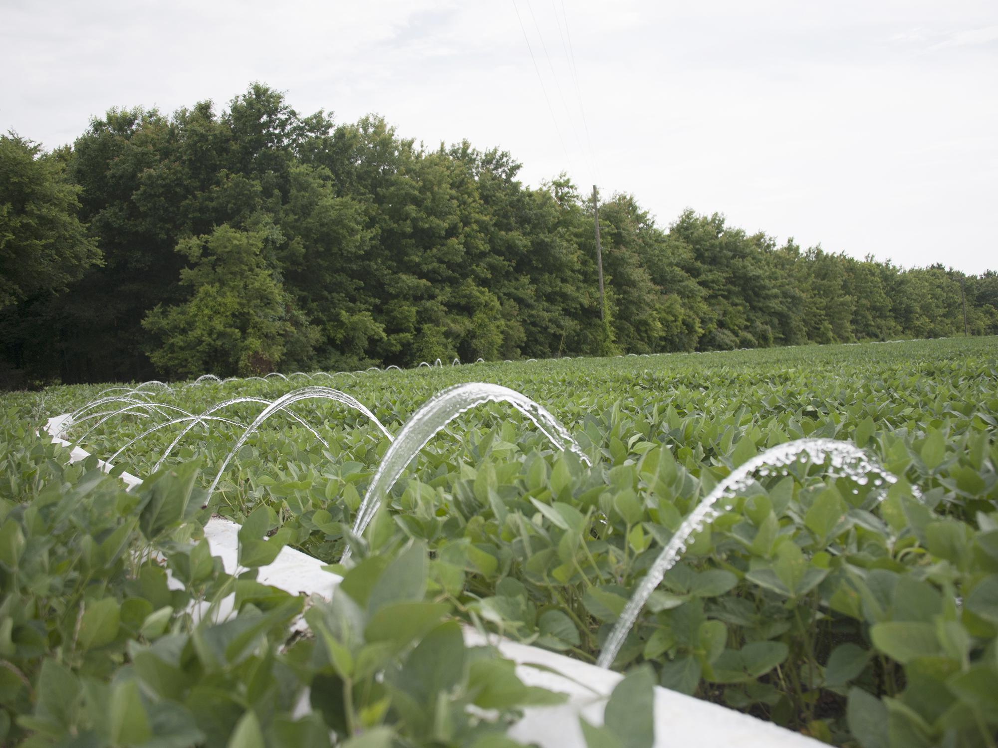 Irrigated soybean fields have an advantage over soybean crops grown on dry land during summers when temperatures are above average. (Photo by Kat Lawrence/MSU Ag Communications)