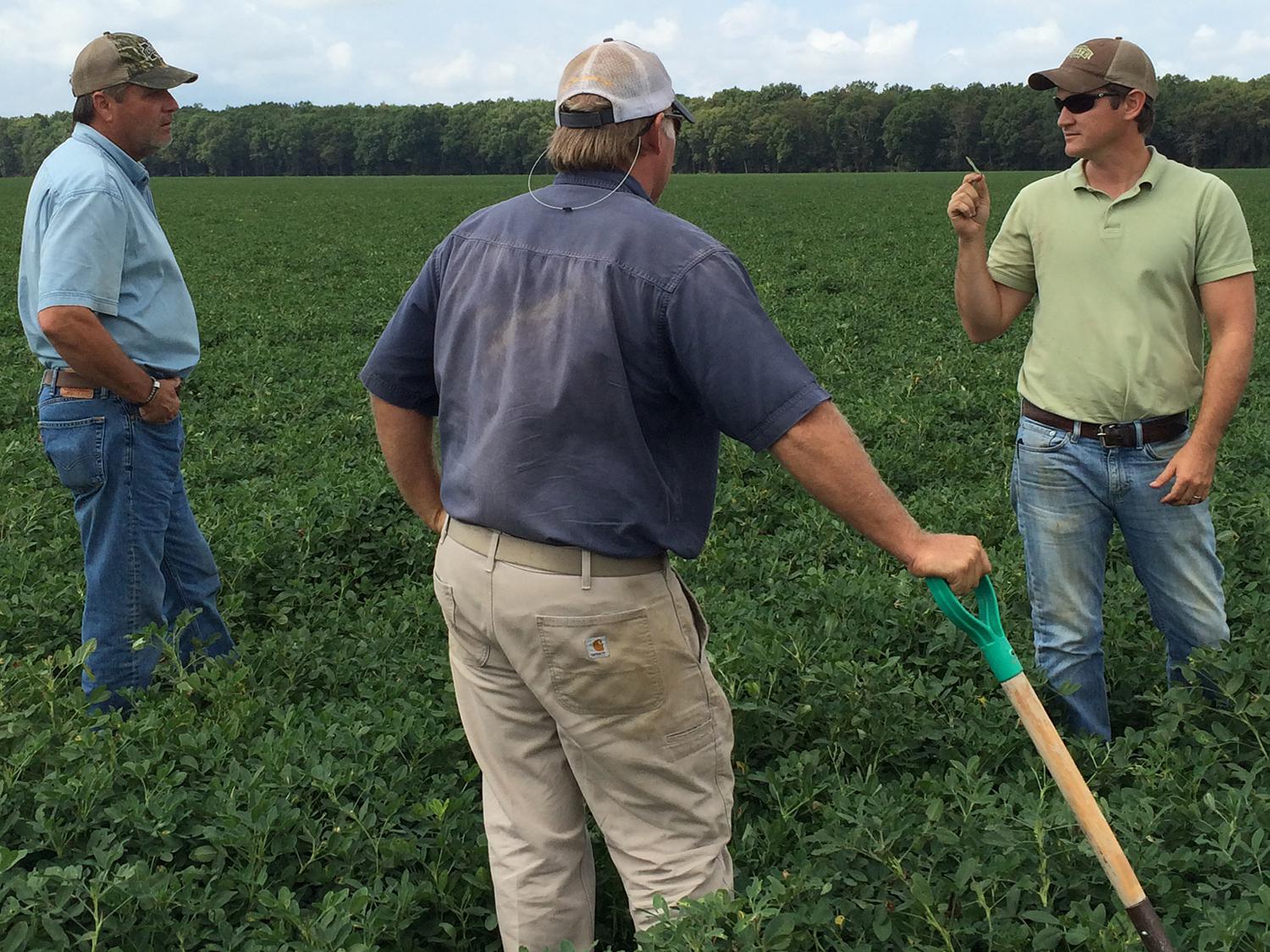 Mississippi State University researcher Jason Sarver, right, examines the condition of peanuts in a Leflore County, Mississippi, field on Sept. 10, 2015. With him, from left, is consultant Bruce Pittman and grower Justin Jeffcoat. (Photo by MSU Extension Service/Chad Abbott)