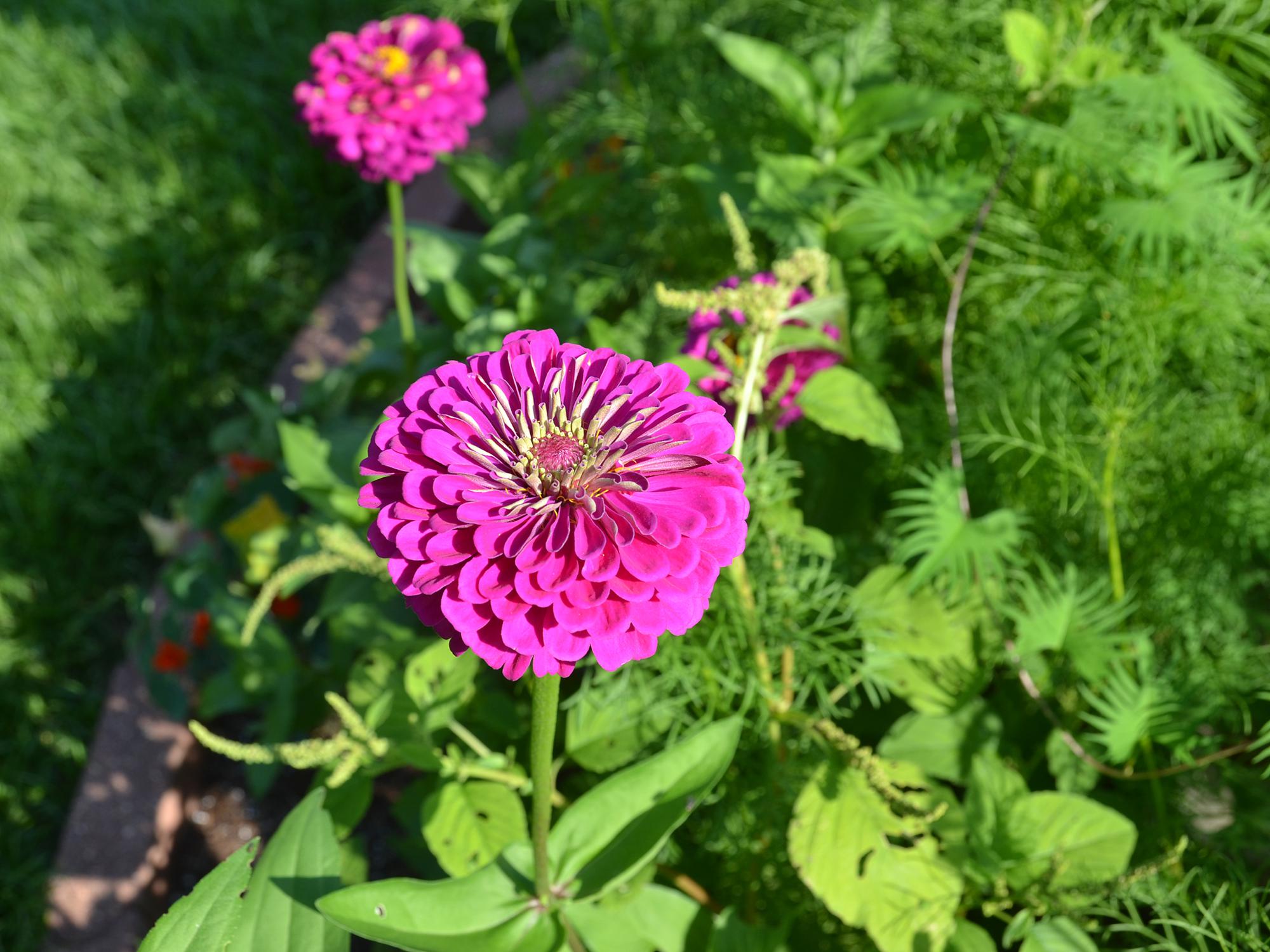 Zinnias provide a good source of energy for adult monarch butterflies and other pollinators, such as native bees and other butterfly species. (Photo by MSU Extension Service/Susan Collins-Smith)