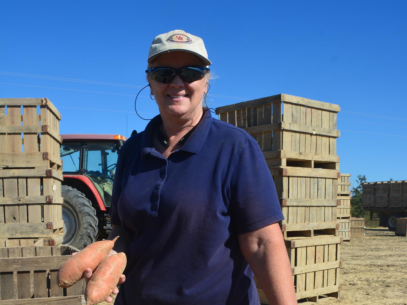 The best way to get Jan Cook Houston off her tractor may be to start taking pictures of small or scuffed sweet potatoes destined for processing instead of the large, blemish-free No. 1 grade sweet potatoes. This photo was taken Sept. 20, 2016, in a Vardaman, Mississippi field. (Photo by MSU Extension Service/Linda Breazeale)