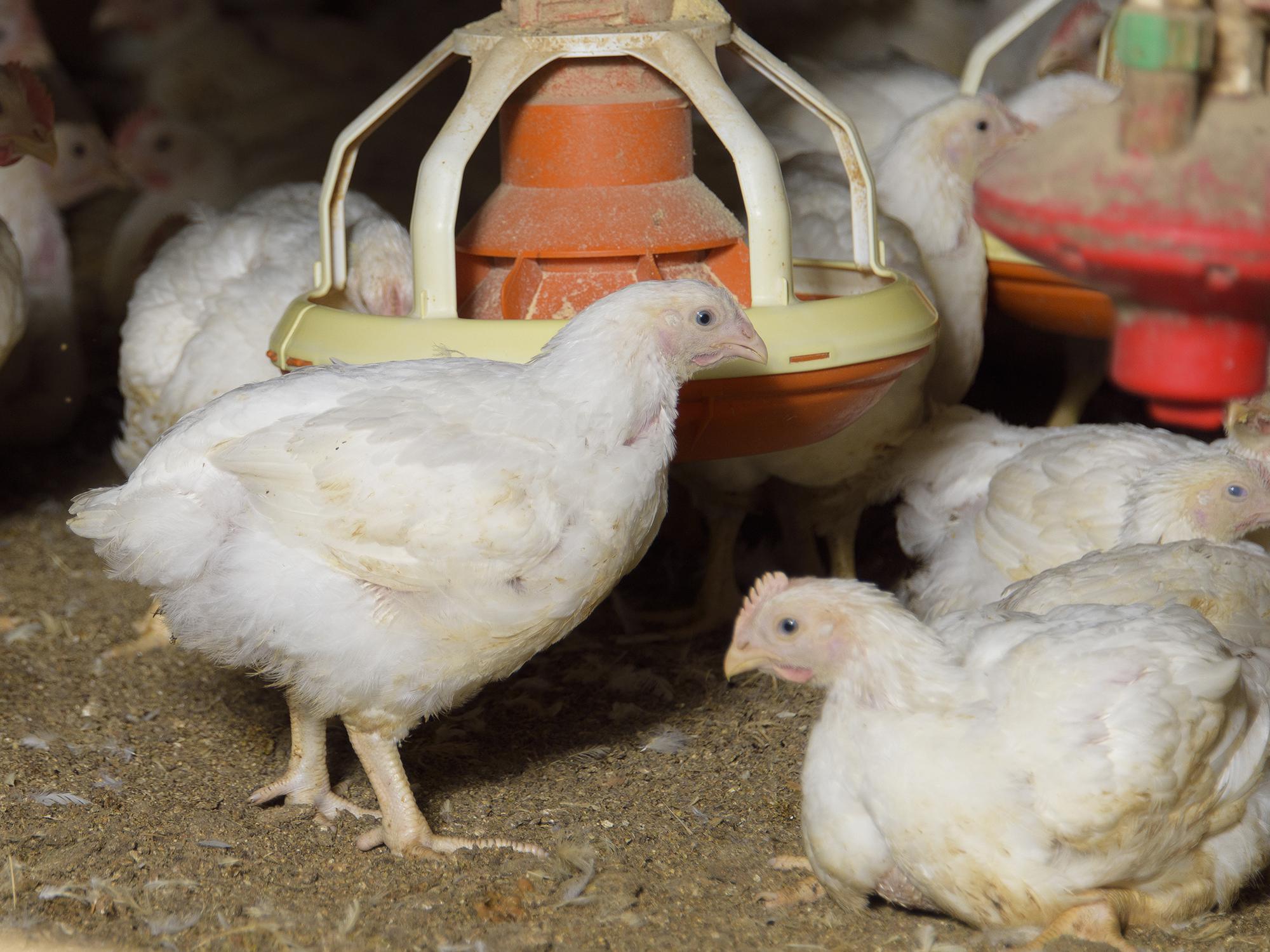 Mississippi placed 14.5 million broiler-type chicks for meat production during the week ending April 16. In about five weeks, those chicks will be the size of these broilers, which were growing on a Chickasaw County farm on April 15, 2016. (Photo by MSU Extension Service/Kevin Hudson)