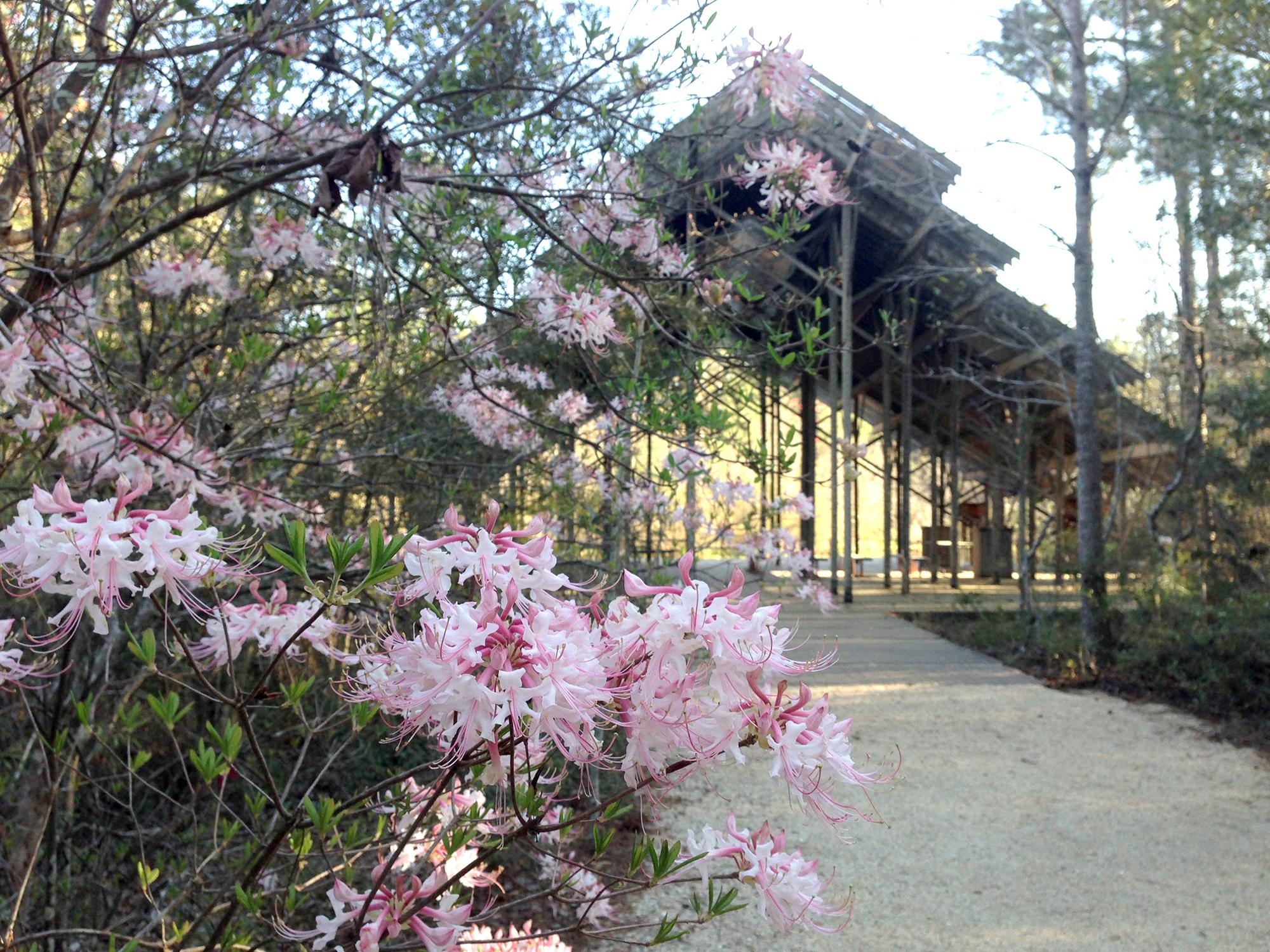 This Rhododendron canescens, commonly known as pink honeysuckle azalea, grows along the trail leading to the Pinecote Pavilion at the Crosby Arboretum in Picayune. It is one of the hundreds of plant species growing at the public garden which recently received the Garden Excellence Award from the American Public Gardens Association. (Photo by MSU Extension Service/Pat Drackett)