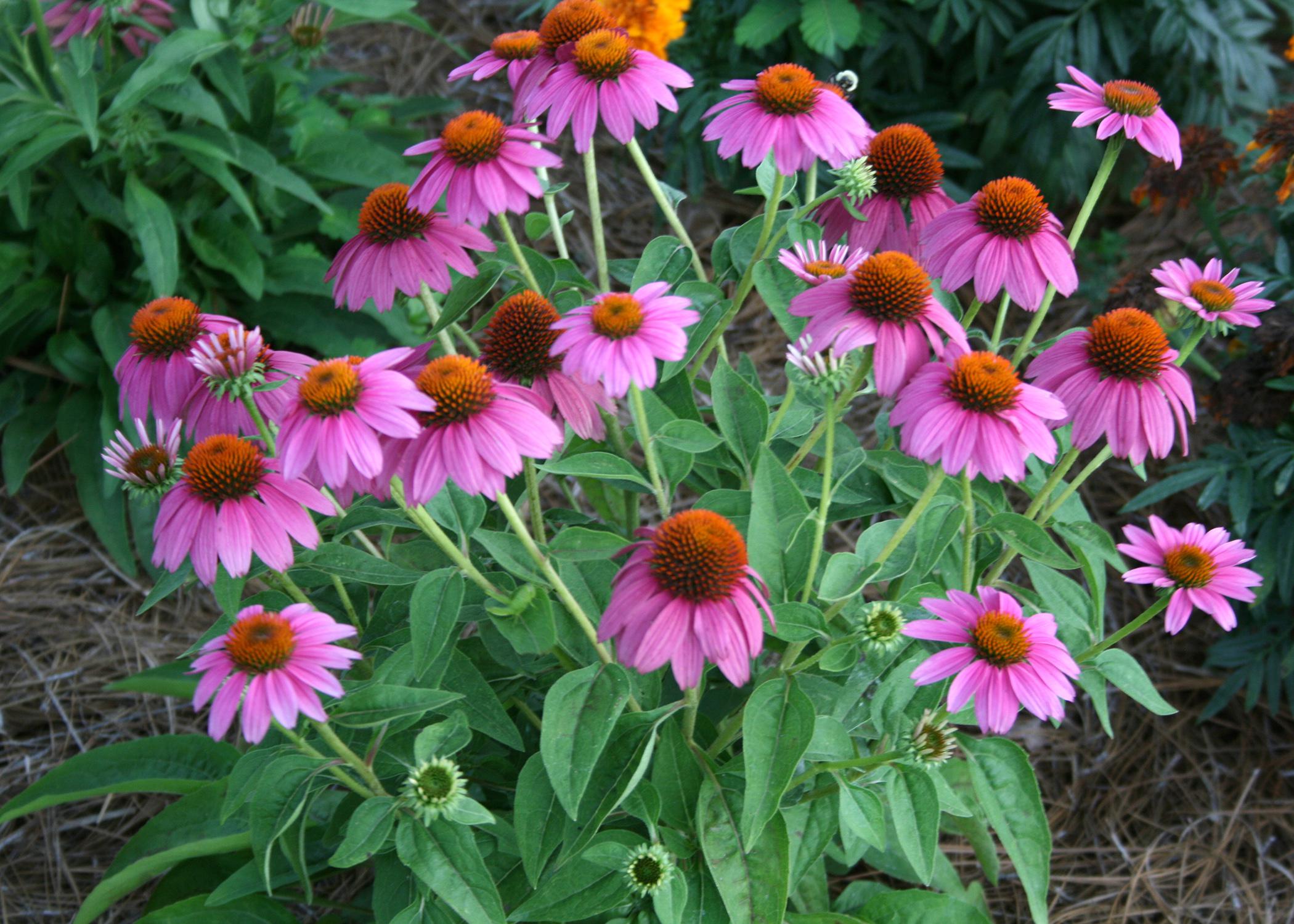 Pow Wow Wild Berry coneflower grows to about 20 inches tall and produces continuous blooms. (Photo by MSU Extension Service/Gary Bachman)