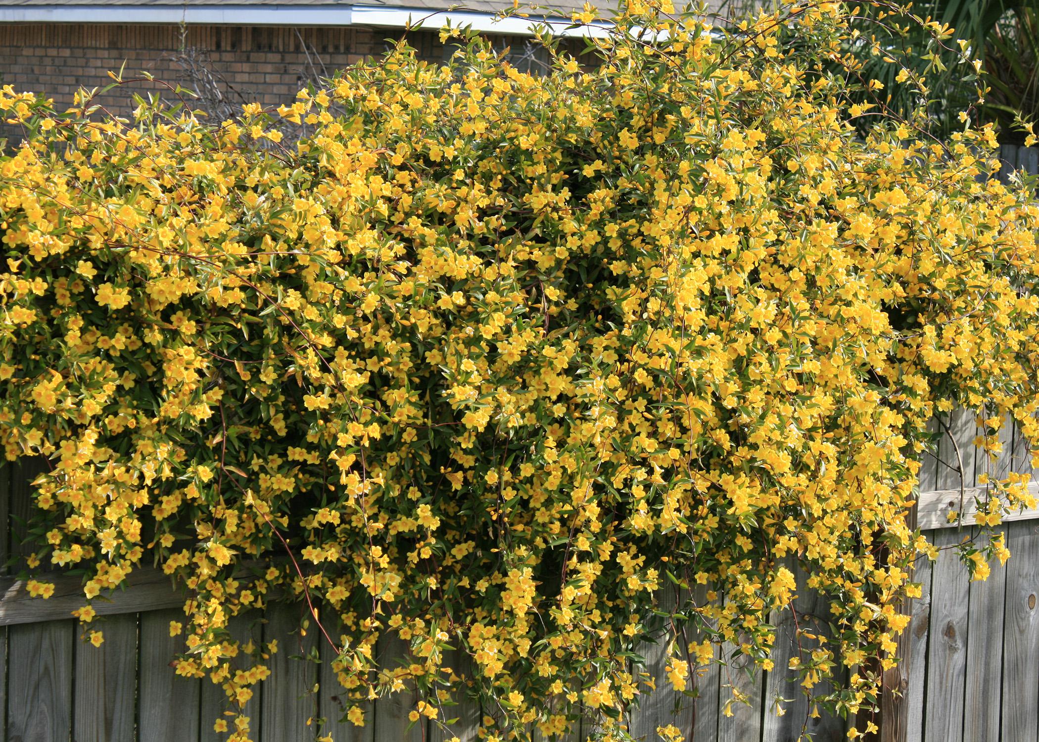 Native yellow jasmine, or yellow jessamine, adds one of the first touches of color after winter. It blooms profusely and has a sweet fragrance. (Photo by MSU Extension Service/Gary Bachman)