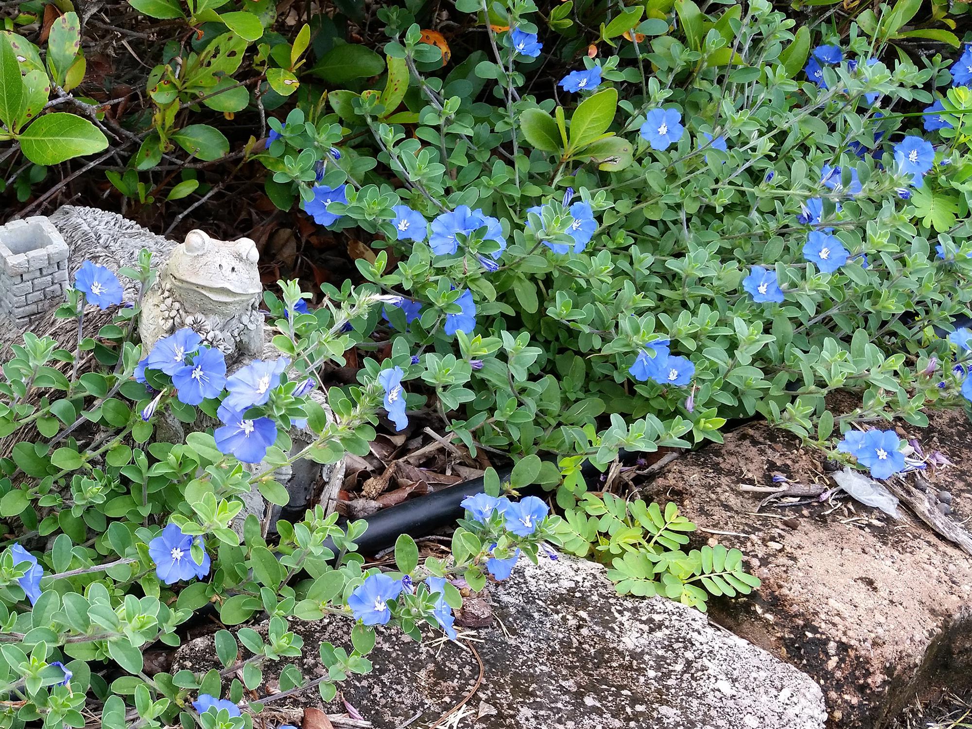 Blue Daze evolvulus spreads rapidly and makes a good ground cover. Its funnel-shaped flowers are sky blue and only open for one day. (Photo by MSU Extension/Gary Bachman)