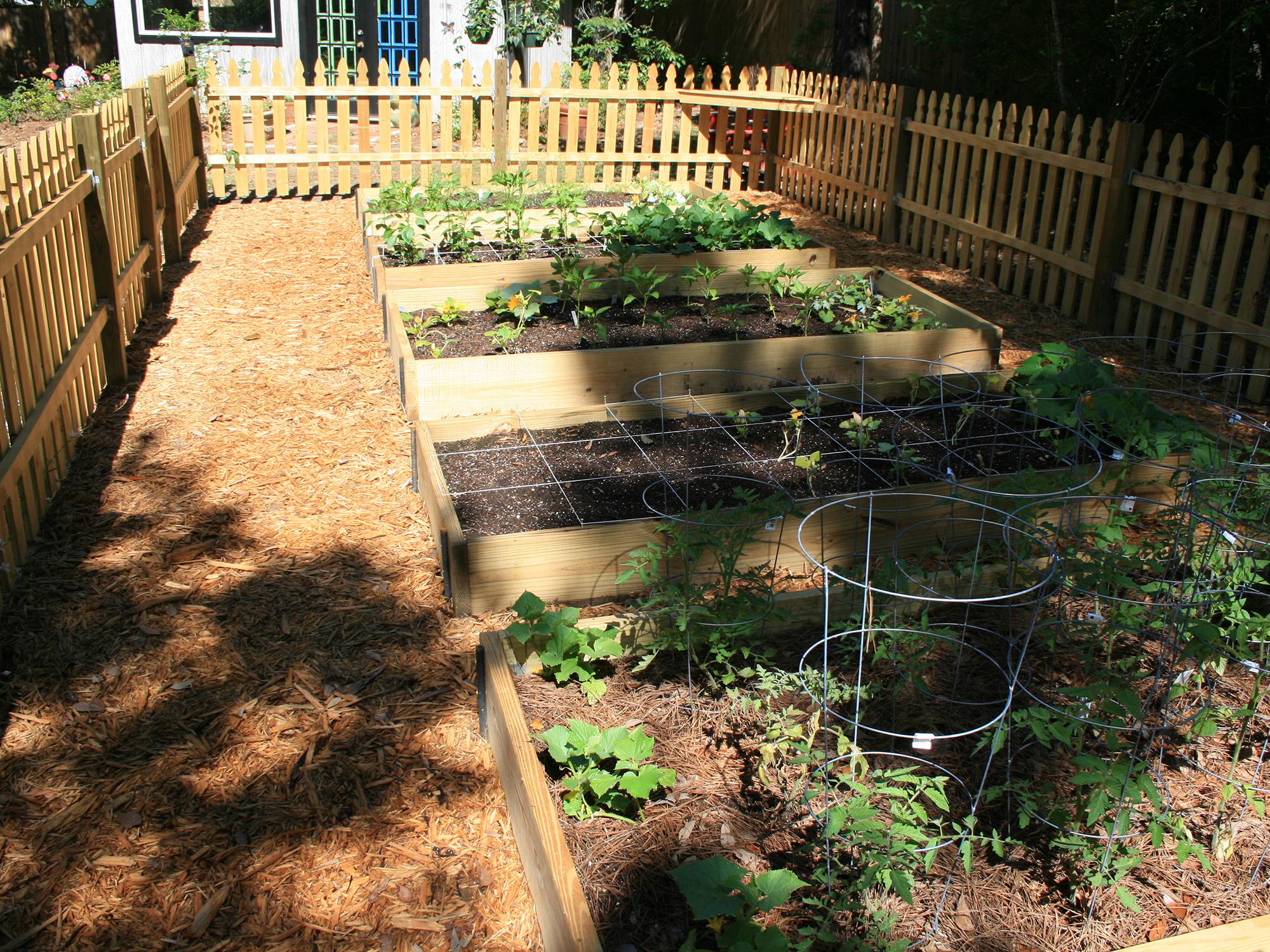 Adding hardscape materials such as treated lumber to build sides keeps raised-bed gardens looking tidy. (Photo by MSU Extension/Gary Bachman)