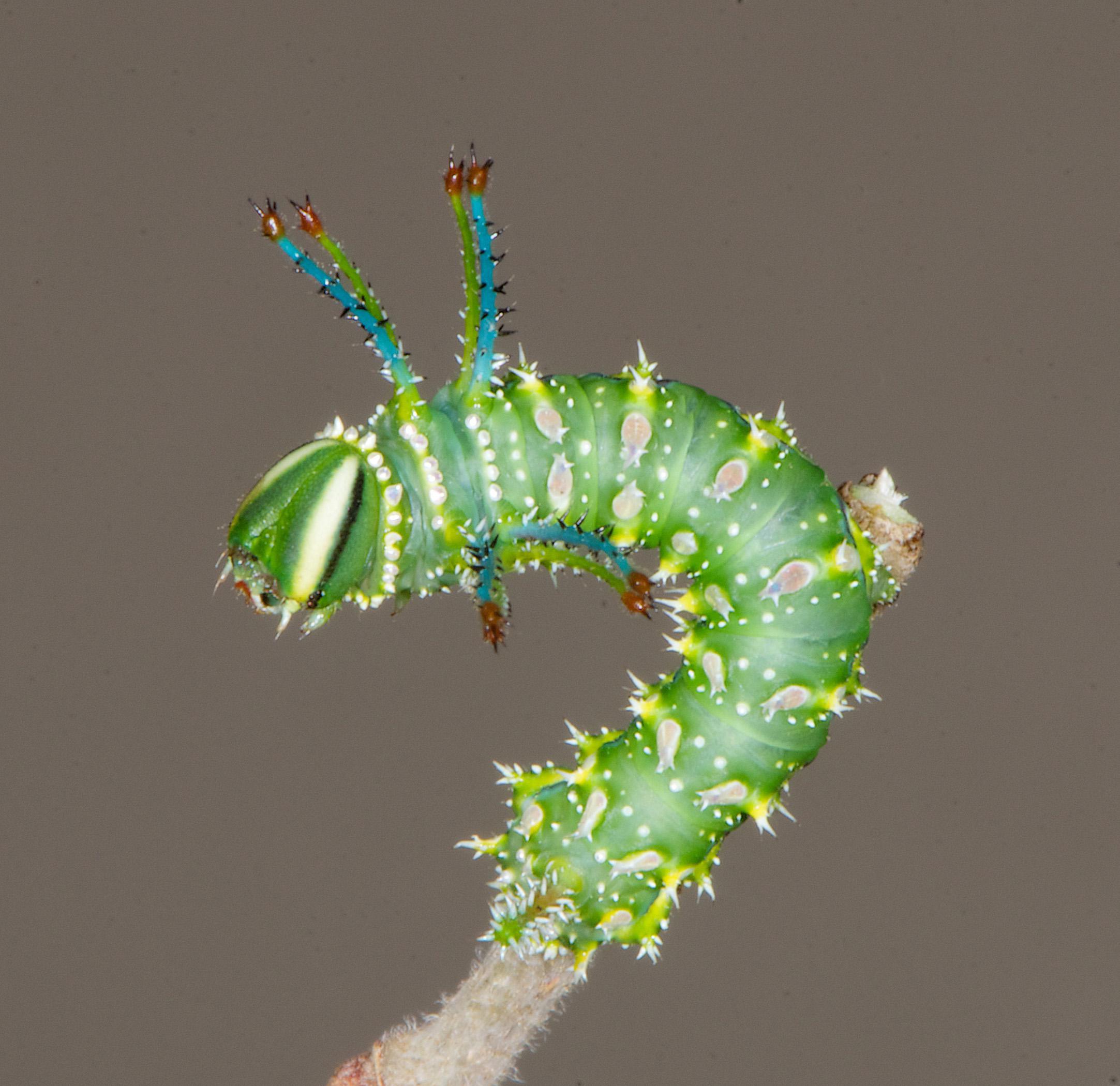 Many animals rely on caterpillars, such as this honey locust moth, as a food source, which makes them one of the most important components of the food web. Gardeners and nature lovers can learn about the role of native plants in sustaining healthy ecosystems during the Crosby Arboretum Lecture Series March 15. (Photo courtesy of Doug Tallamy)