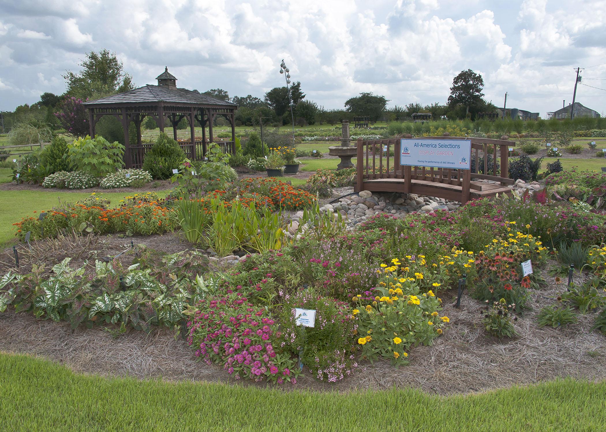 The All-America Selections garden at the Mississippi State University South Mississippi Branch Experiment Station in Poplarville is in full bloom for the Ornamental Horticulture Field Day set for Oct. 2, 2014. Visitors that day can tour the demonstration gardens and hear updates on the latest research. (Photo by MSU Ag Communications/Kevin Hudson)