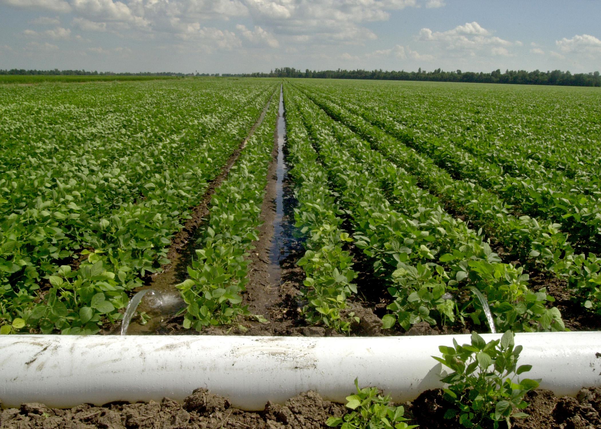 Production agriculture experts and producers can learn more about effective irrigation practices, such as this furrow irrigation using polyethylene pipe, at the Irrigation and Water Conservation Summit in Stoneville on Dec. 10. (File photo by MSU Ag Communications)