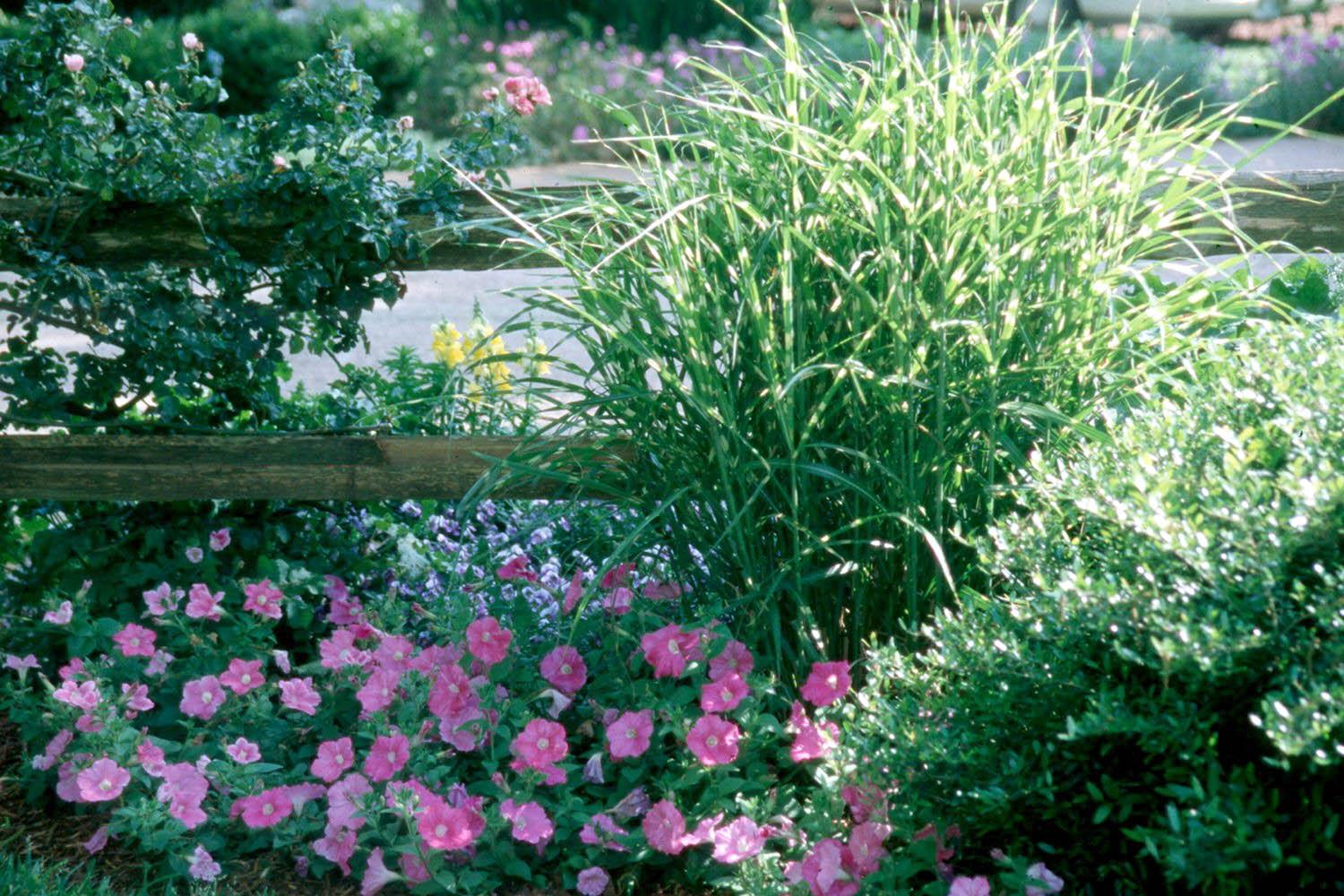 Regardless of the grass you choose, plant nursery-grown transplants into loose, well-prepared beds, rich in organic matter. 