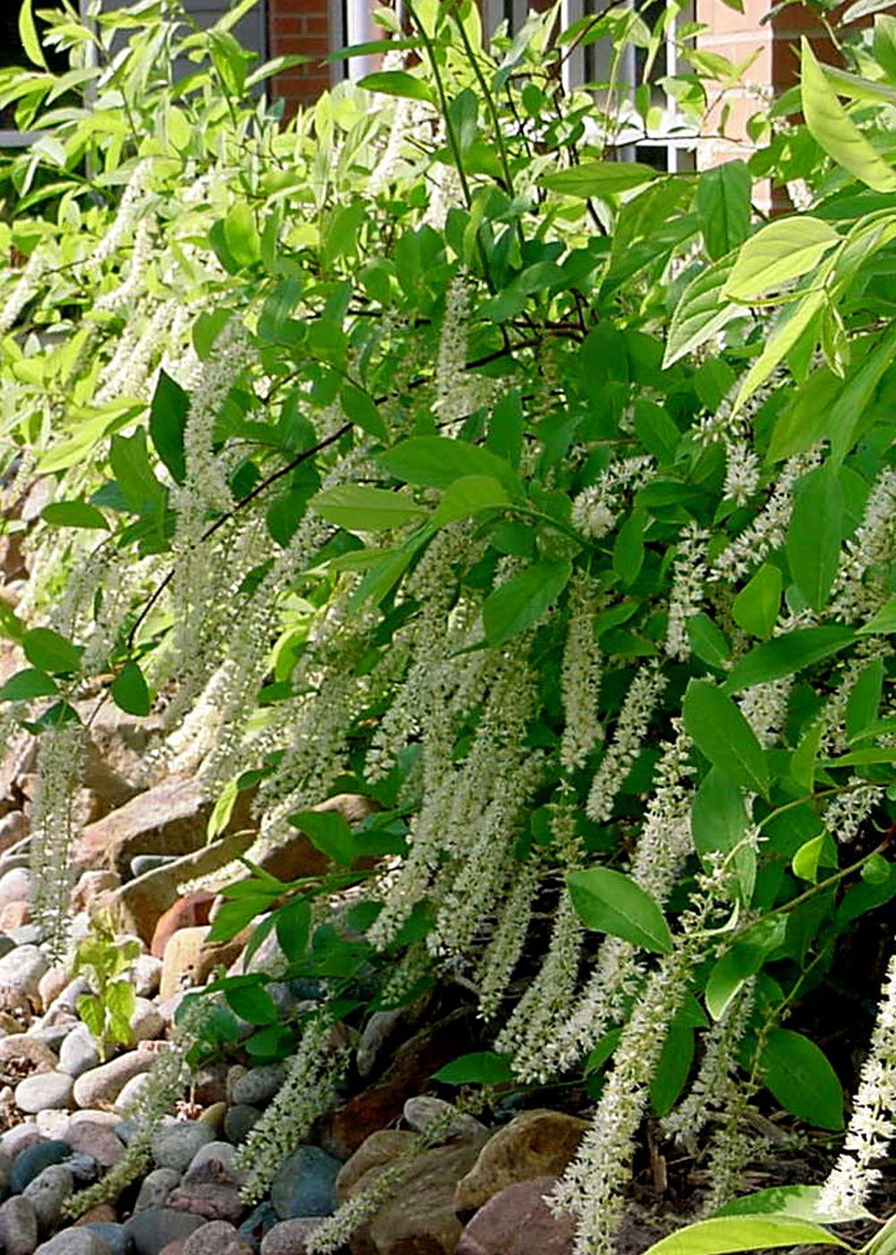 The native Virginia sweetspire with its long white blossoms looks like a natural in all Mississippi landscapes and especially along this dry creek bed.