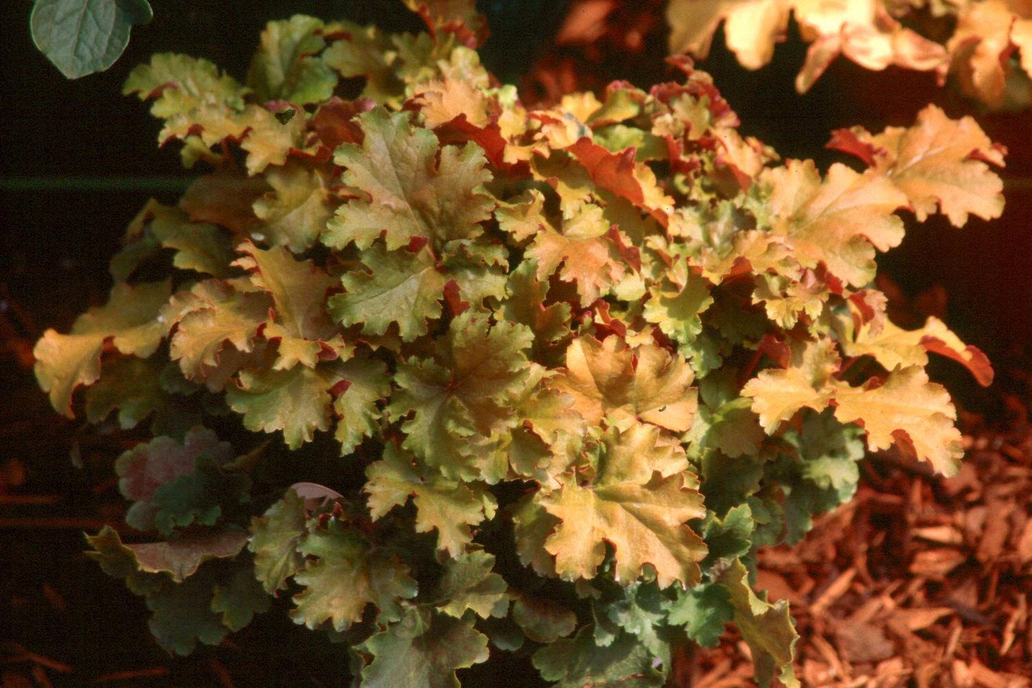 The ruffled, amber-gold foliage of Amber Waves deserves a place in partially shaded gardens, even if its rose-shaped flowers never appeared.