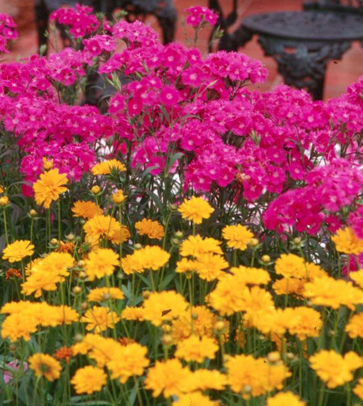 Bouquet Purple is a tall cut-flower type dianthus that is cold tolerant yet able to endure a Mississippi summer. The flowers are a bright, bold, cheerful hot pink-purple color. 