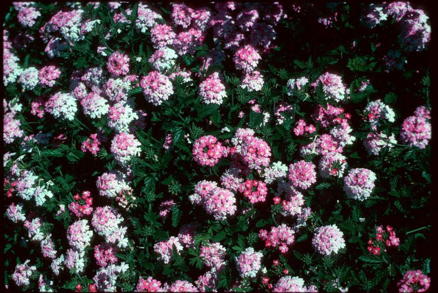 Port Gibson Pink verbenas are reminiscent of apple blossoms in color and offer a delightful morning fragrance. Swallowtail butterflies love to feast on their nectar.