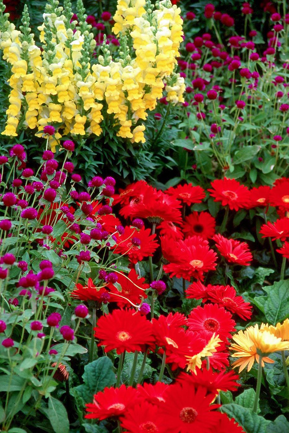 The tall, purple flowers of the All Around gomphrena combine with Sonnet Snapdragons and Festival Gerbera daisies for a striking landscape display.