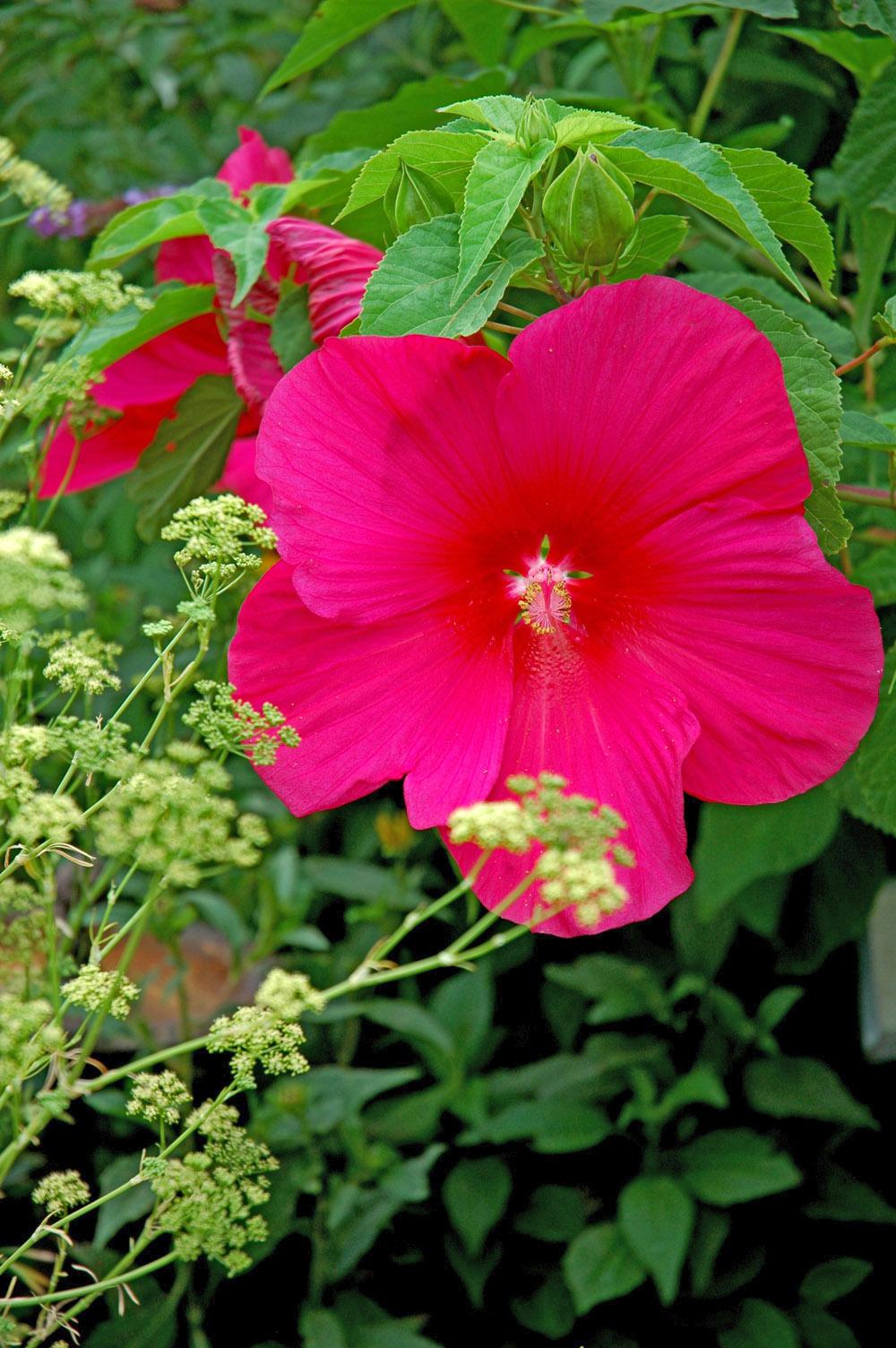 This hibiscus variety, Flare, is a wonderful cultivar that does great in any soil type. A hardy hibiscus variety, Flare has apple green foliage and large, high quality, fuchsia red flowers up to 10 inches wide. It stands 4 feet tall and is a profuse bloomer.