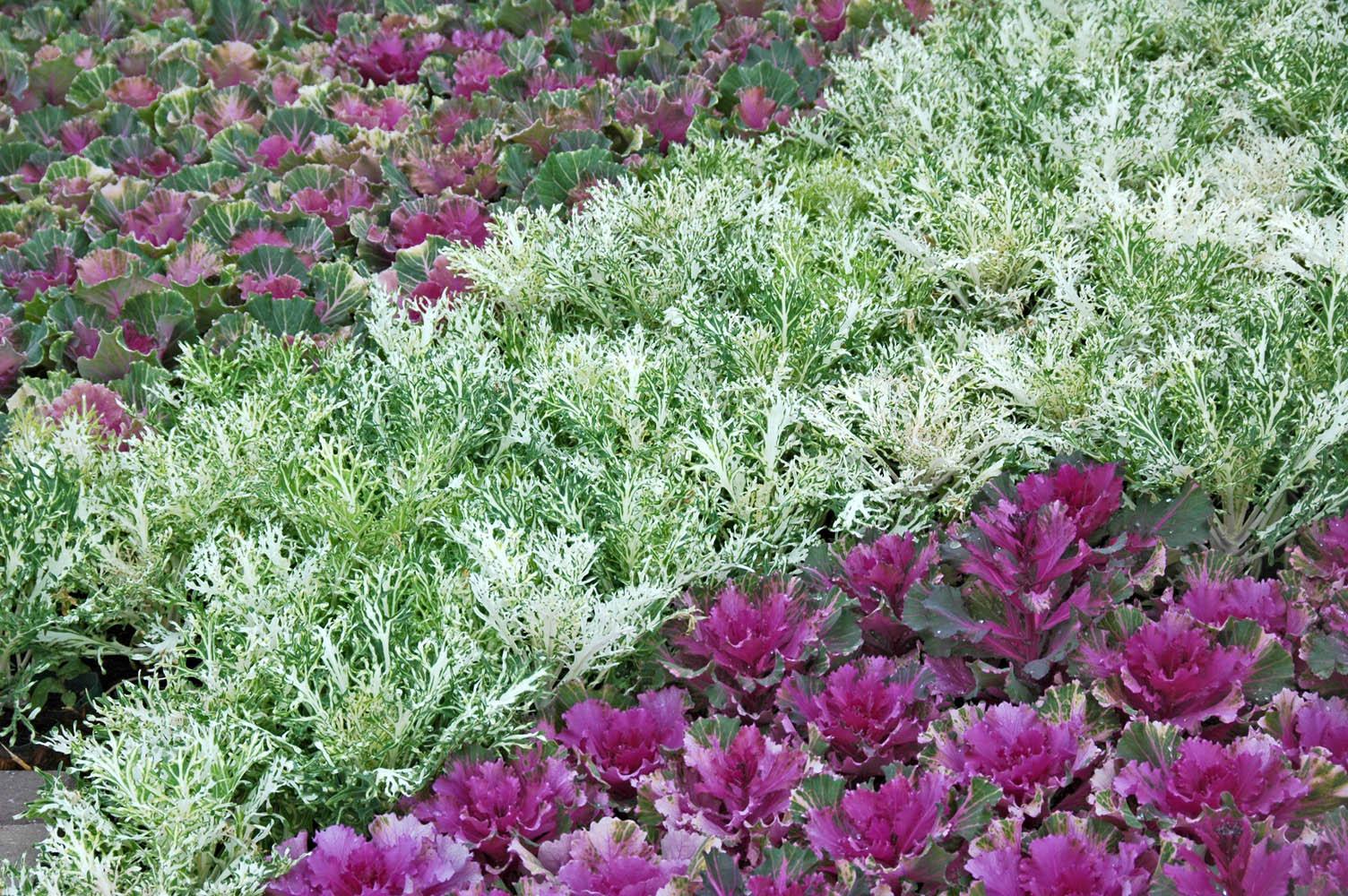 Flowering kale and cabbage are wonderful winter options. Try planting bold drifts of one color adjacent to a drift of another or a drift of pansies.