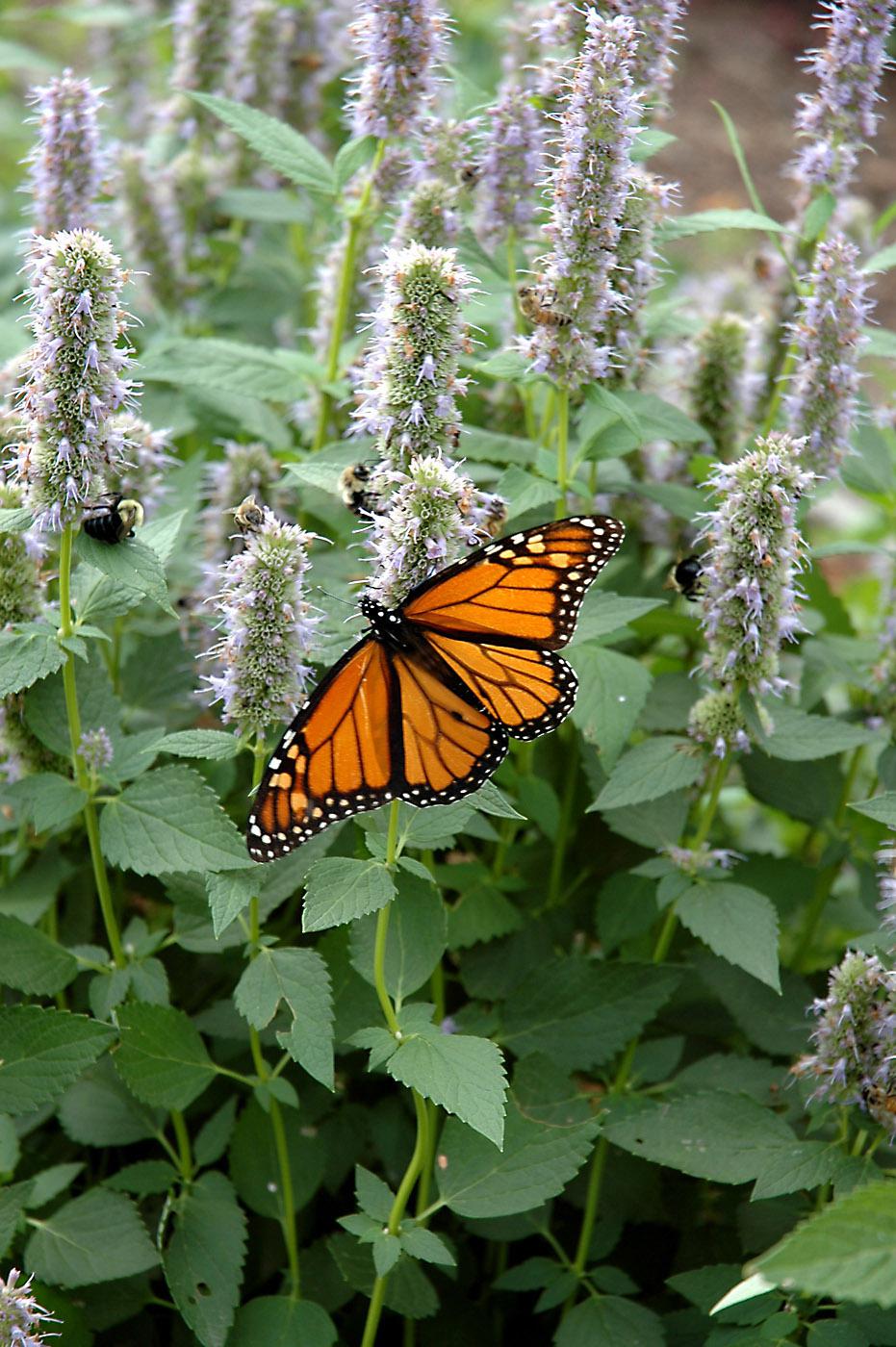 An orange Monarch butterfly feeding on the light blue-lavender flowers of the Blue Fortune agastache give this garden a complementary color scheme in motion.