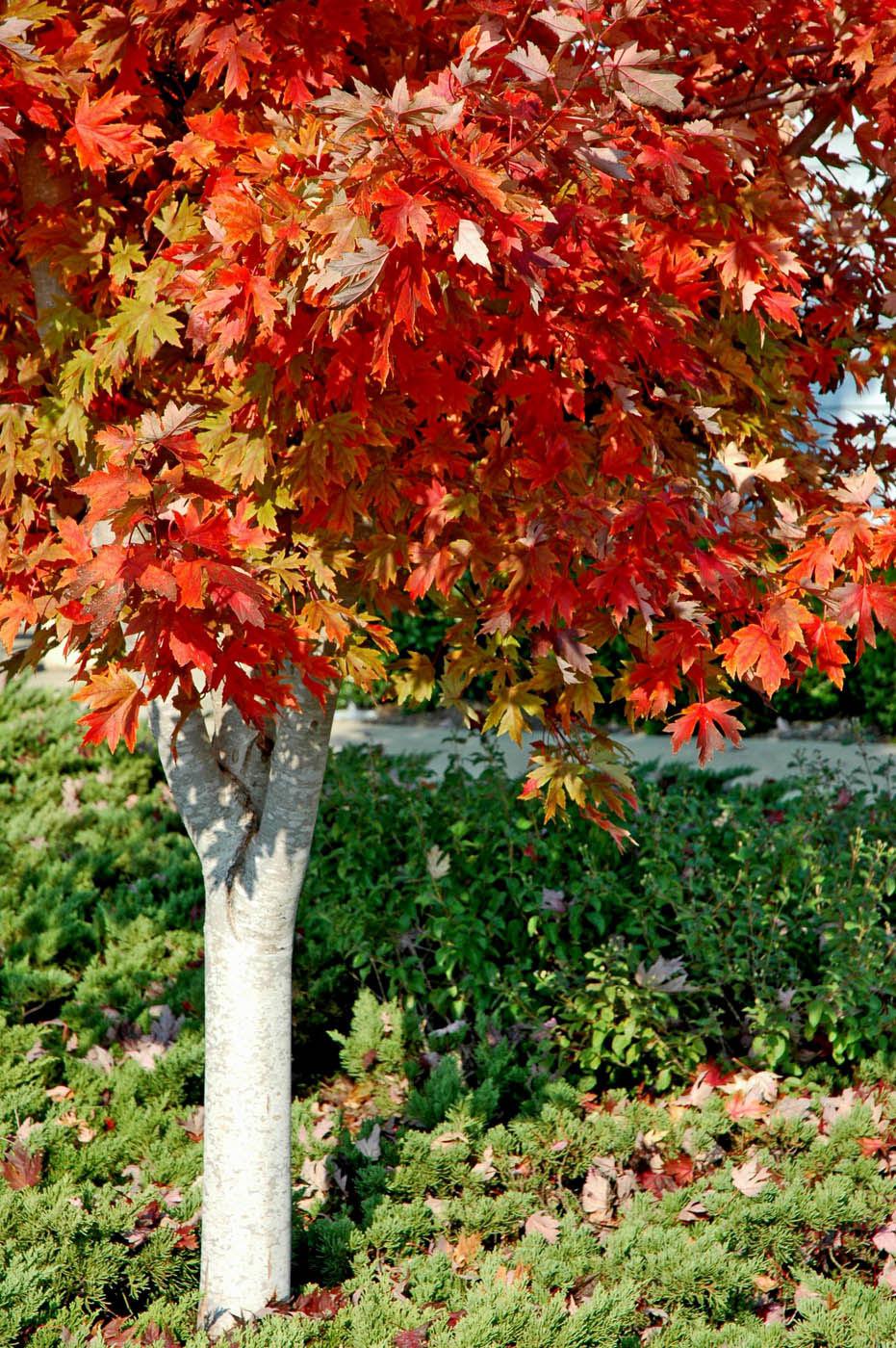 After a summer of medium to dark green color, Autumn Blaze red maple leaves turn fiery orange in the fall.