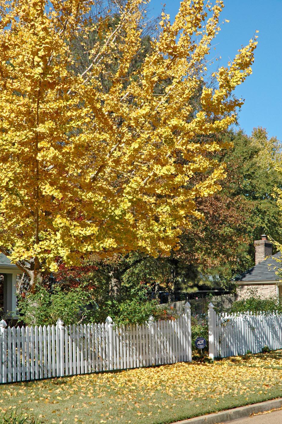 After a summer of medium to dark green color, Autumn Blaze red maple leaves turn fiery orange in the fall.