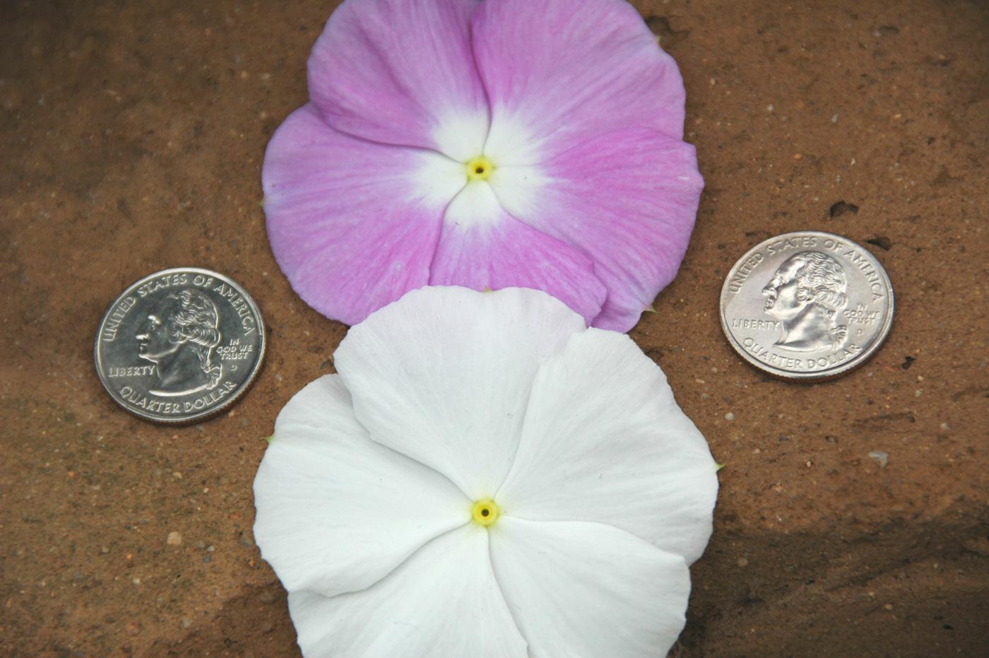 Cora vinca, or periwinkle, is putting the joy back into growing these flowers that have lost battles to deadly diseases in recent years. The flowers themselves are quite large and very showy.