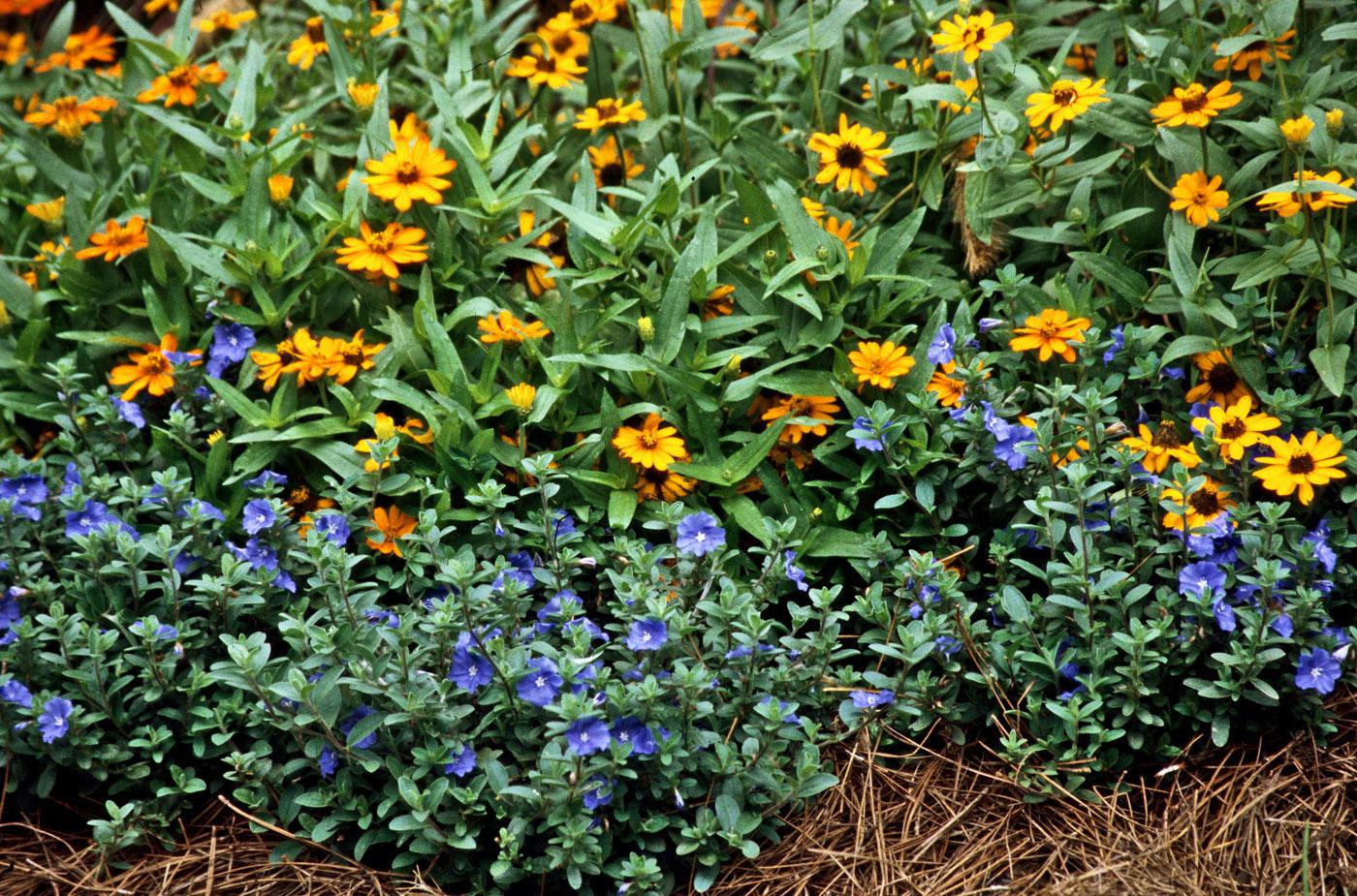 Blue Daze, a selection of Evolvulus glomeratus, can provide blue color throughout the hottest summer until the first frost. They work well planted toward the front of the border in this garden and used with other tough-as-nails flowers like the Profusion Fire zinnia. (Photo by Norman Winter)