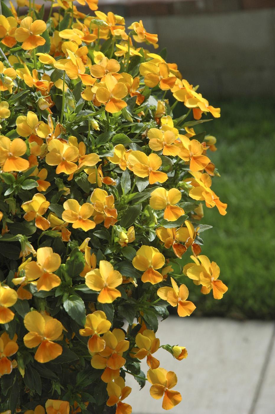 Violina Orange is a fragrant selection in the Violina series that reaches about 6 inches tall and spreads 14 inches. (Photo by Norman Winter)