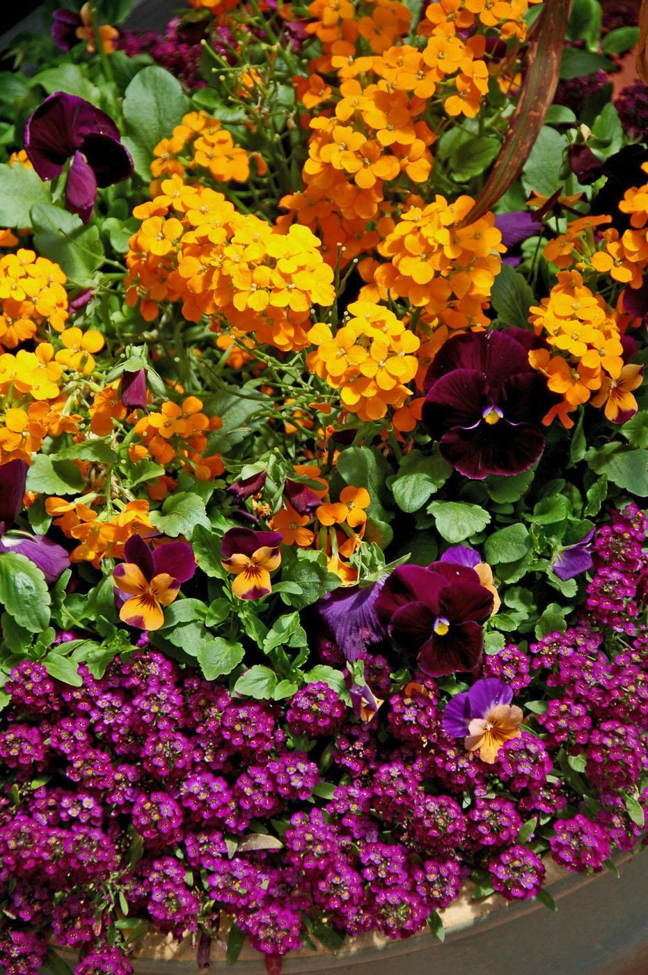 This cool season container has Citrona orange in fiery contrast with the purple from Matrix pansies and alyssum. Sorbet Sunny Royale viola either harmonizes or contrasts with every other plant in the container. Easter Bonnet alyssum softly tumbles over the rim. (Photo by Norman Winter)