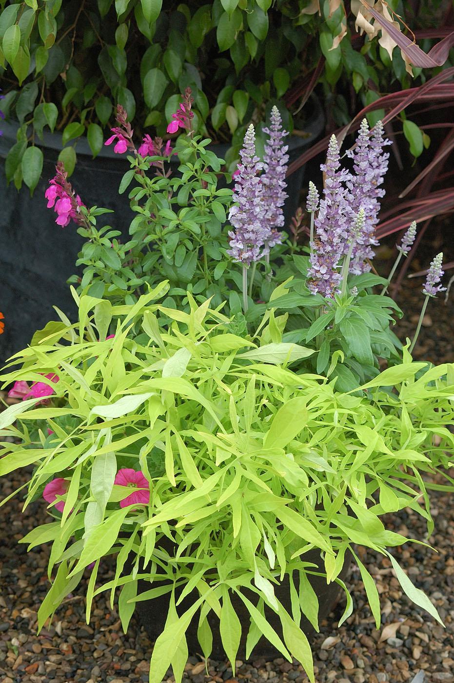 Illusion Emerald Lace is a lime green to chartreuse, lacy ornamental sweet potato that is deeply toothed and compact, but very vigorous. Here it is partnered in a container with Cathedral Lavender salvia and Stampede Cherry salvia, with a pink petunia peeking out the bottom. (Photo by Norman Winter)