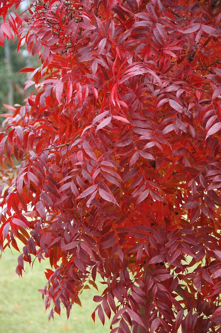 The Chinese pistache offers leaf texture similar to the sumac, along with stunning yellow, orange and red fall color on a tree that is basically indestructible. (Photo by Norman Winter)